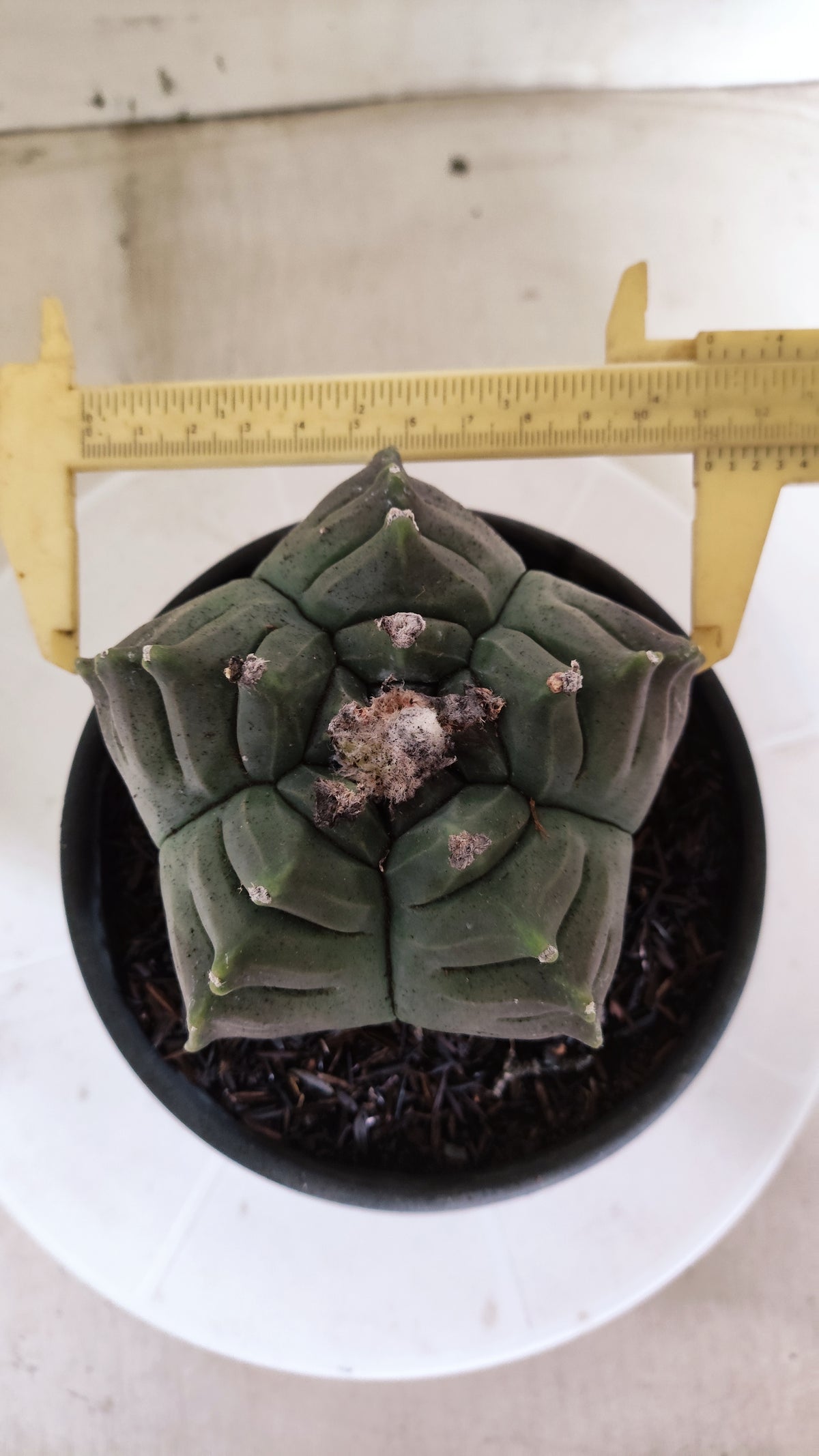 MATRIZ ASTROPHYTUM cv KIKKO  Nº 462  – vaso 15