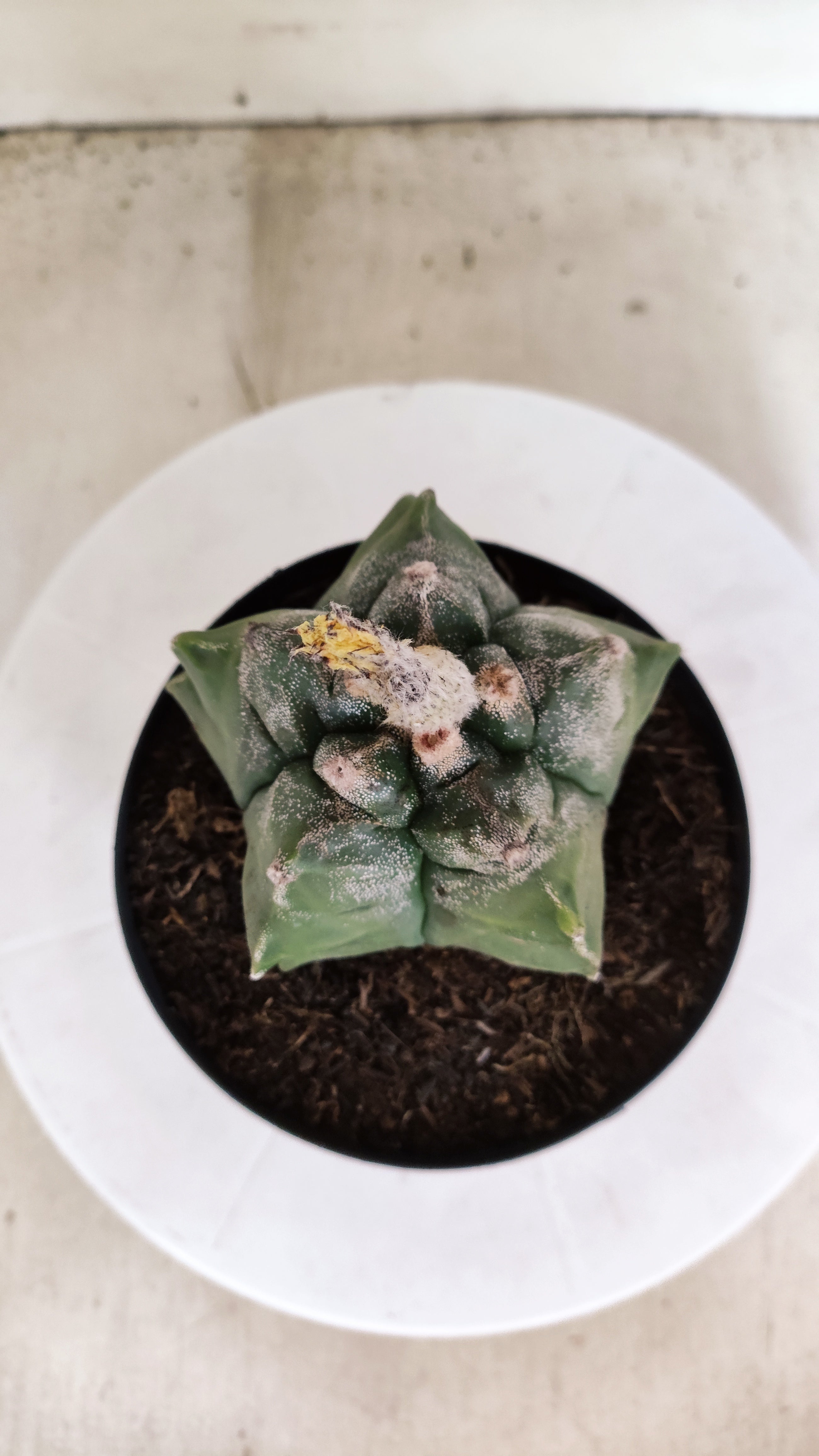 MATRIZ ASTROPHYTUM cv KIKKO Nº 1138 – vaso 15