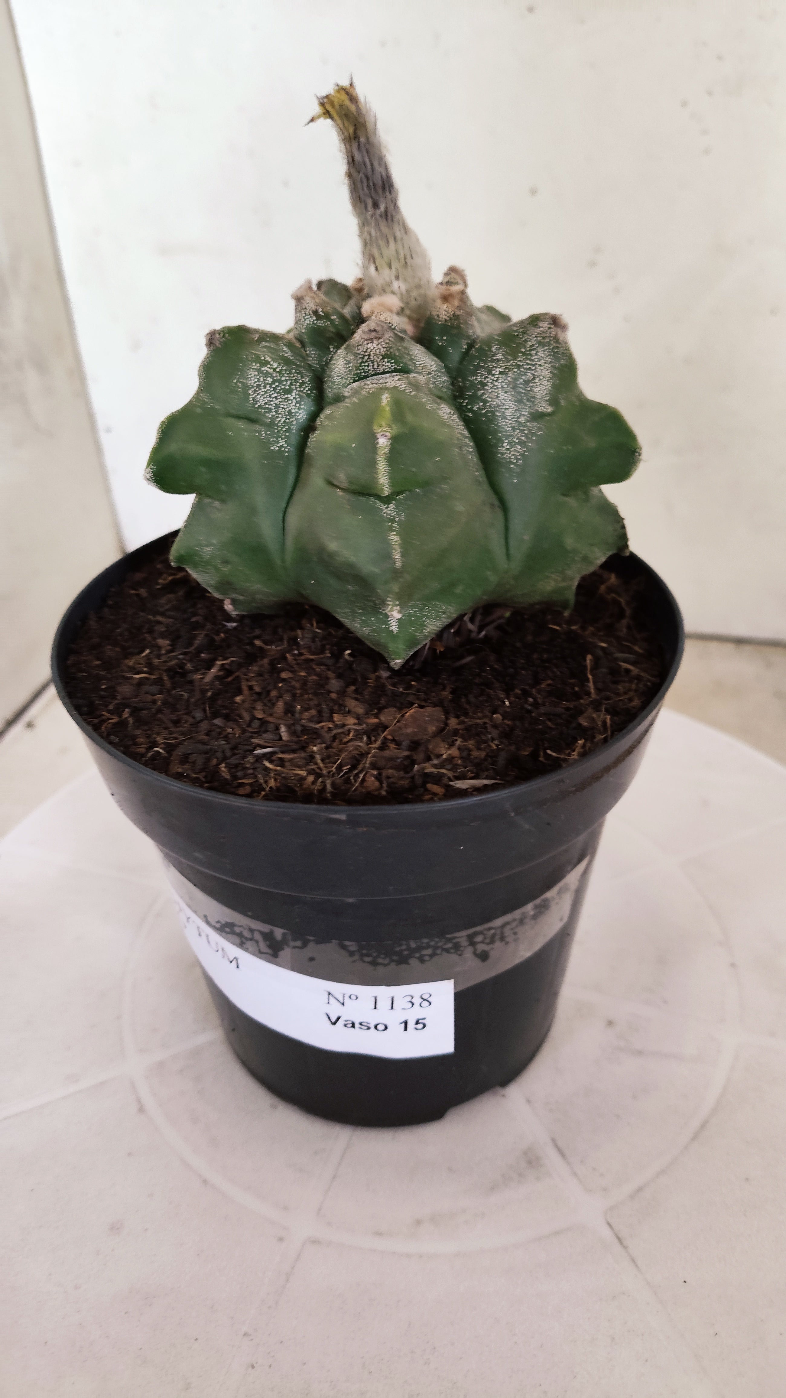 MATRIZ ASTROPHYTUM cv KIKKO Nº 1138 – vaso 15