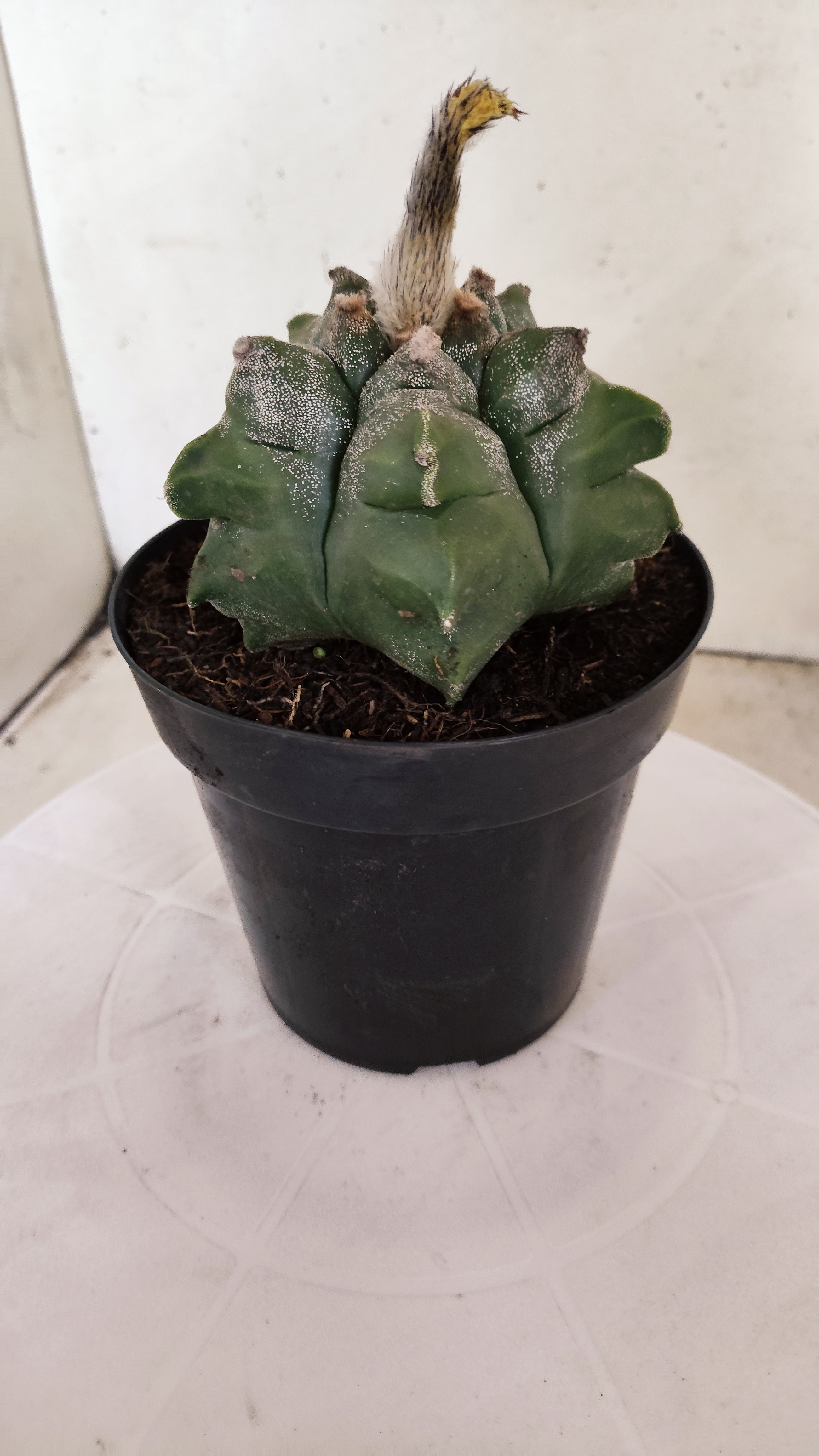 MATRIZ ASTROPHYTUM cv KIKKO Nº 1138 – vaso 15