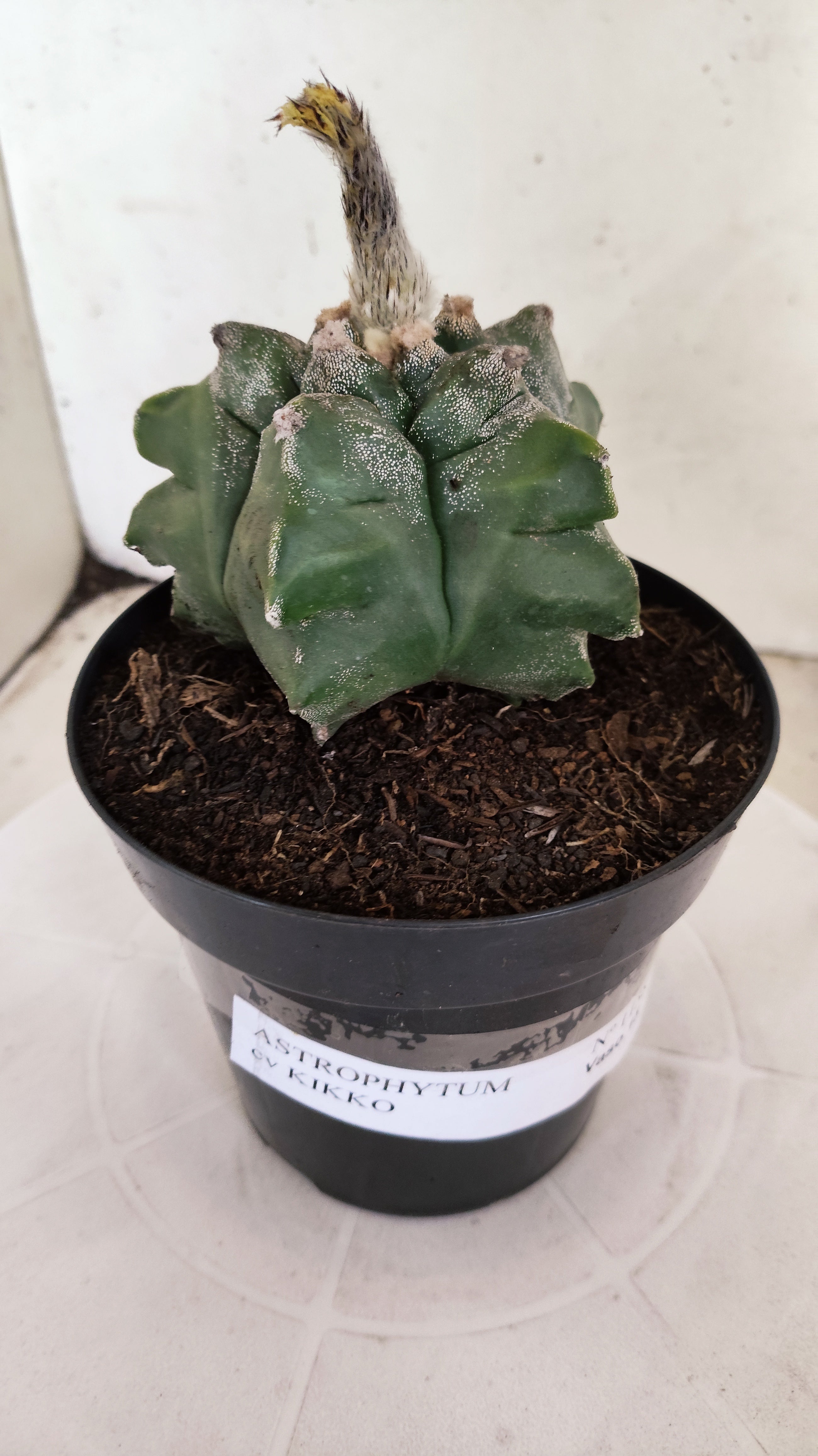 MATRIZ ASTROPHYTUM cv KIKKO Nº 1138 – vaso 15