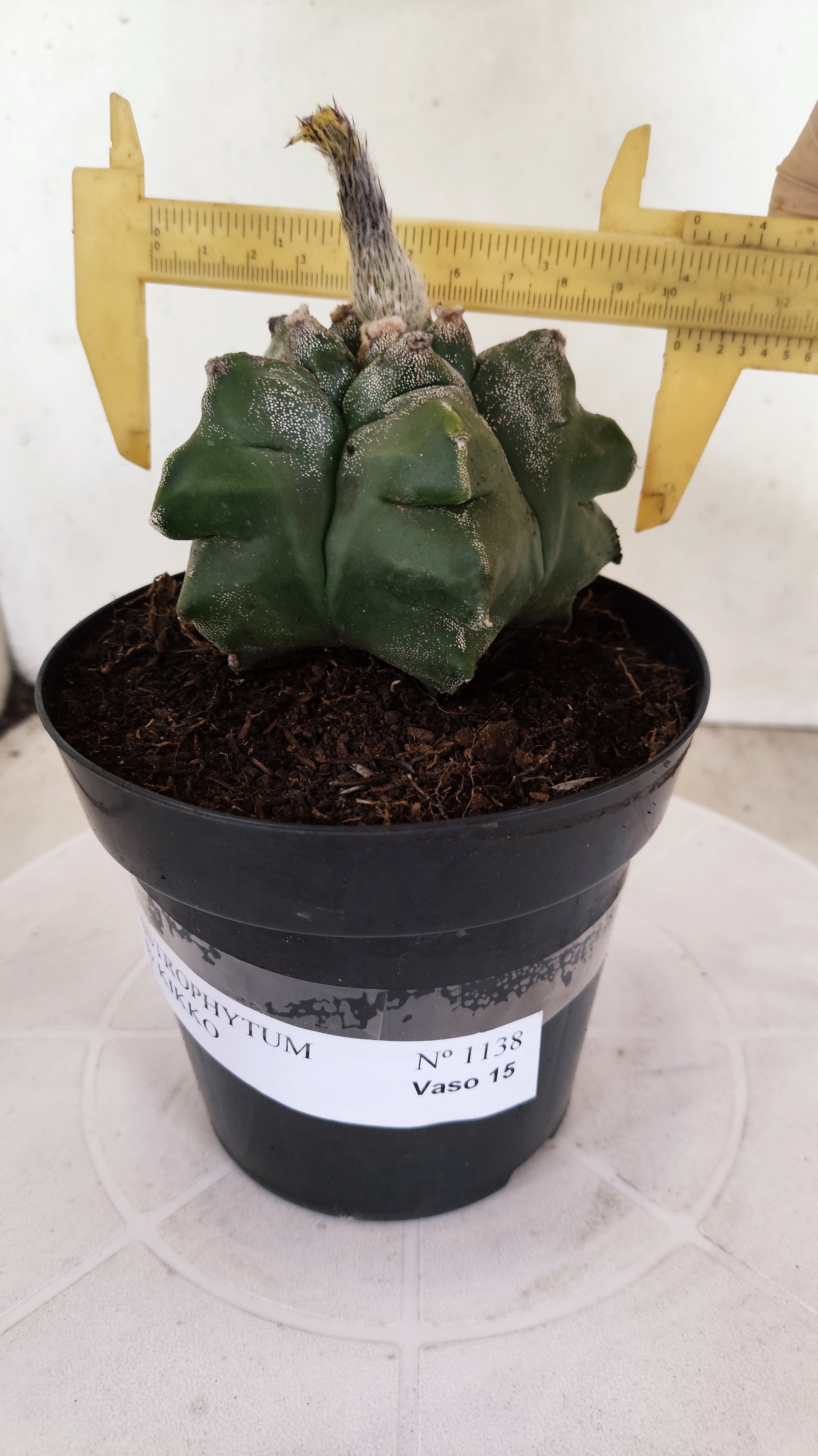 MATRIZ ASTROPHYTUM cv KIKKO Nº 1138 – vaso 15