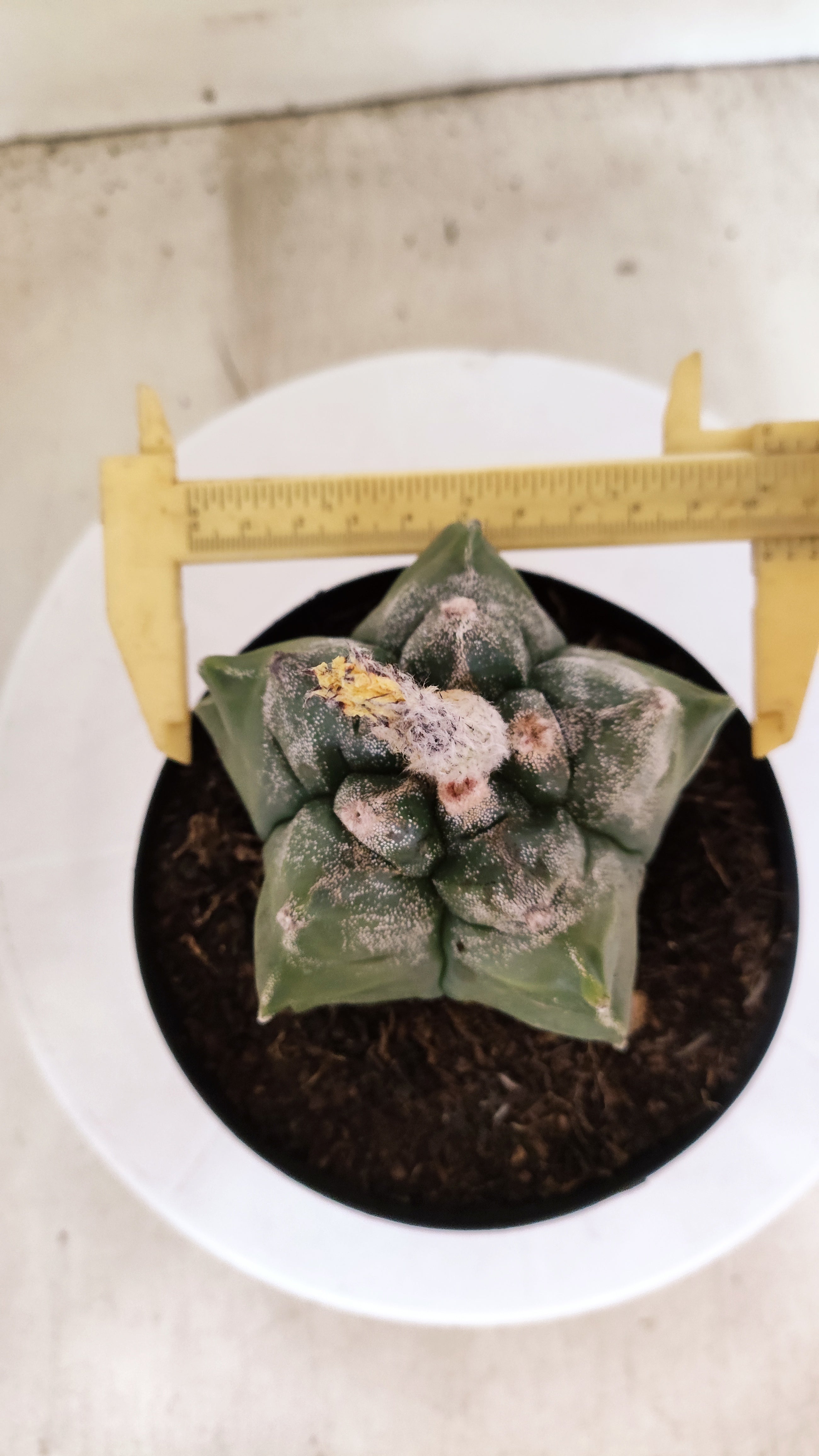 MATRIZ ASTROPHYTUM cv KIKKO Nº 1138 – vaso 15