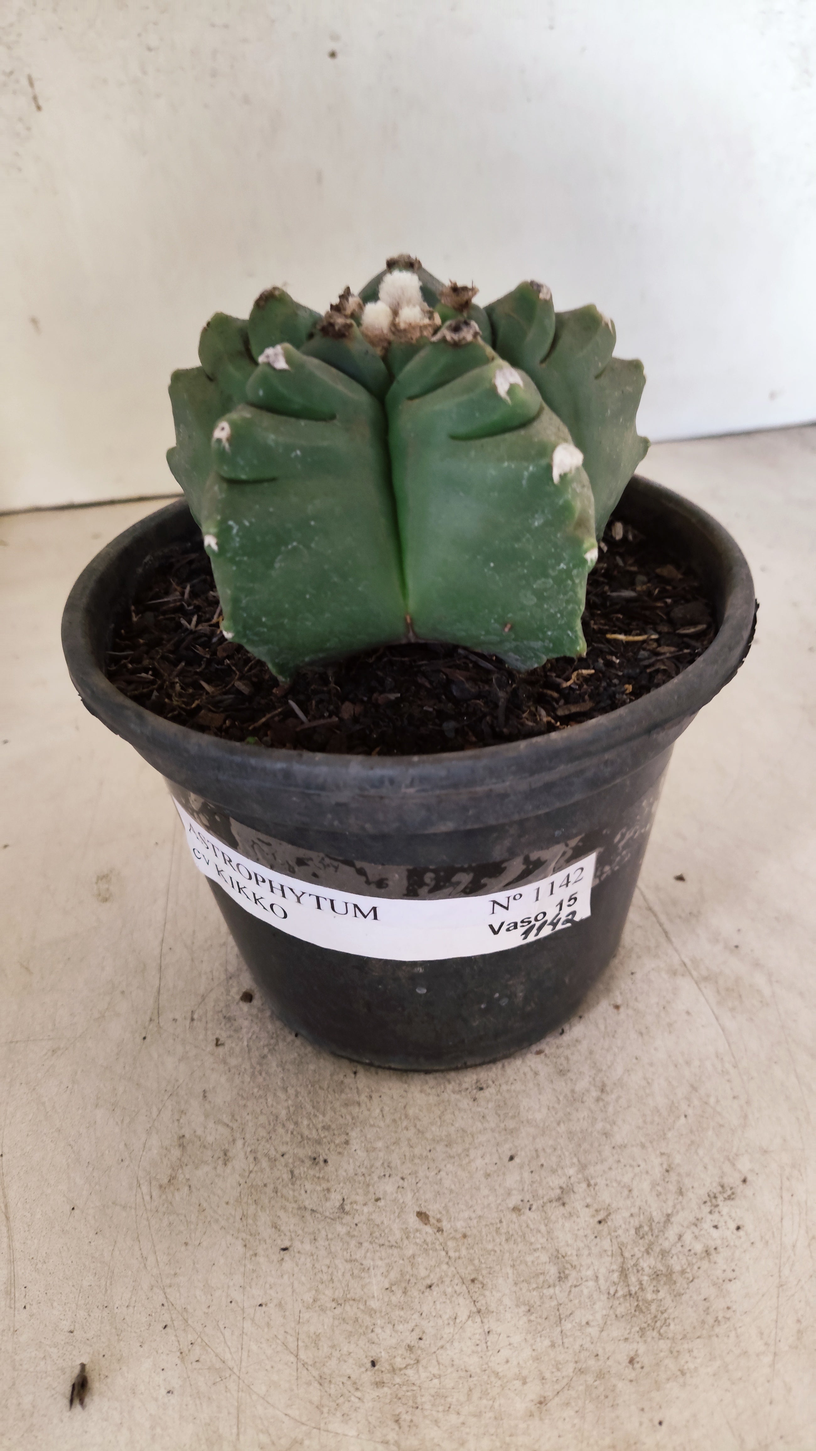 MATRIZ ASTROPHYTUM cv KIKKO Nº 1142 – vaso 15