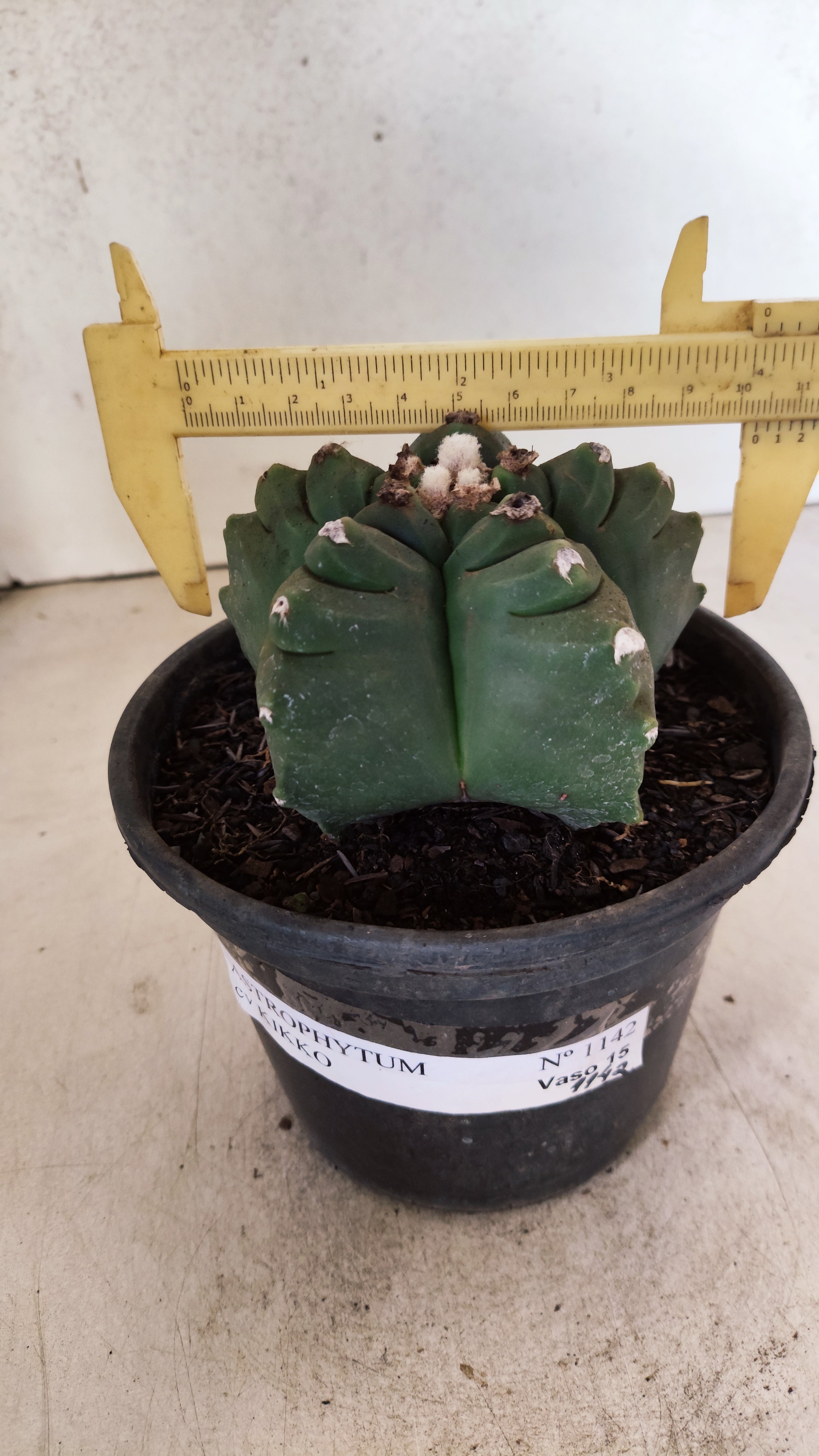 MATRIZ ASTROPHYTUM cv KIKKO Nº 1142 – vaso 15