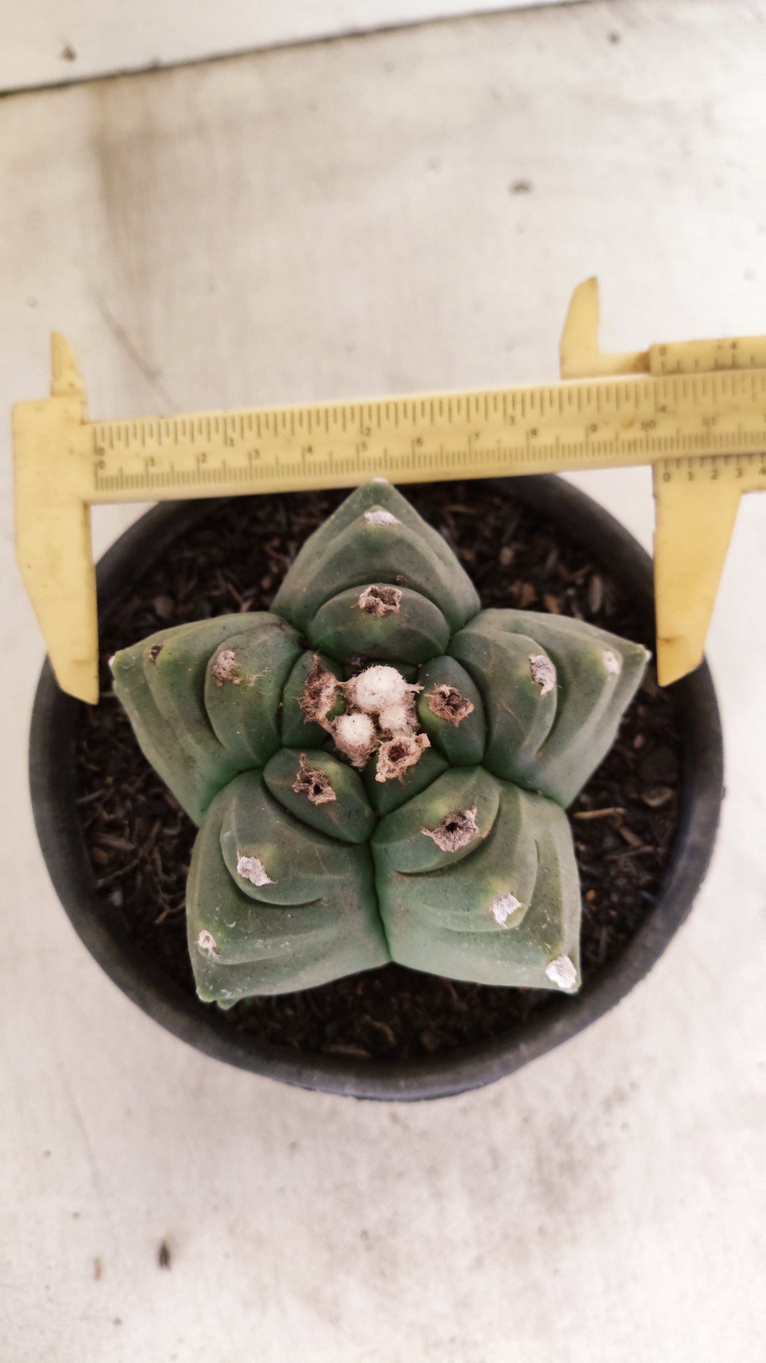 MATRIZ ASTROPHYTUM cv KIKKO Nº 1142 – vaso 15
