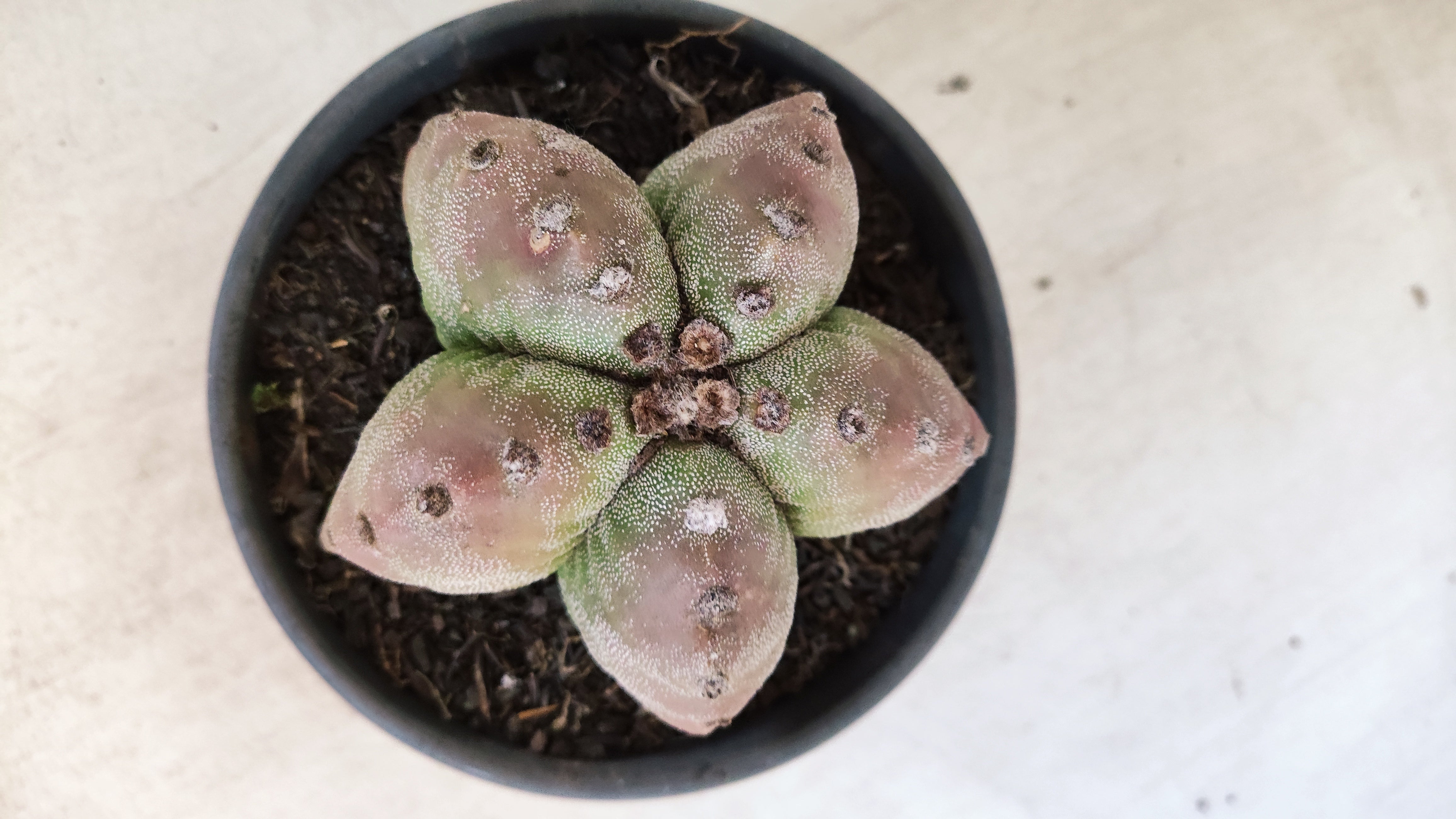 MATRIZ ASTROPHYTUM cv KIKKO  Nº 184 – vaso 15