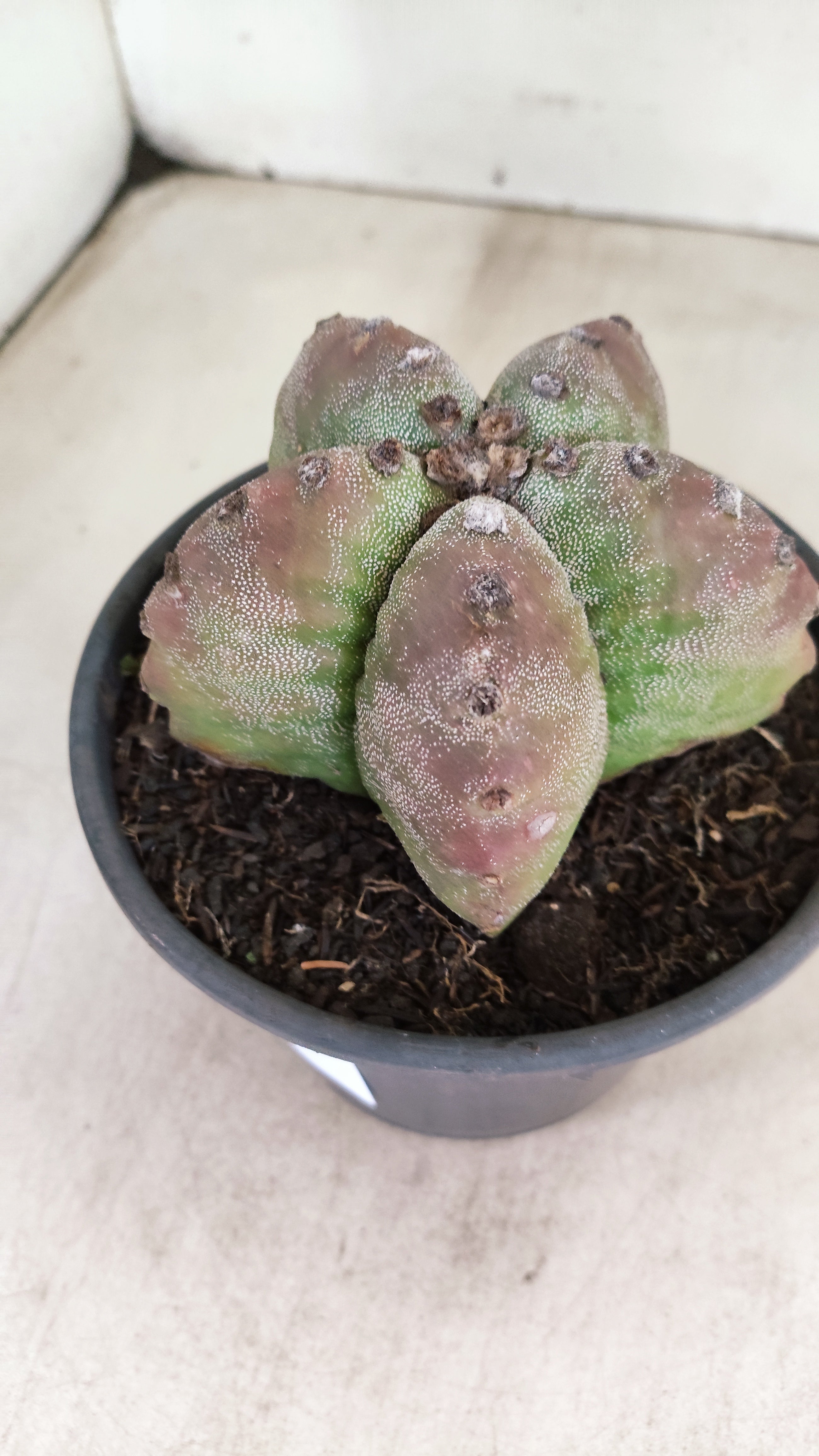 MATRIZ ASTROPHYTUM cv KIKKO  Nº 184 – vaso 15