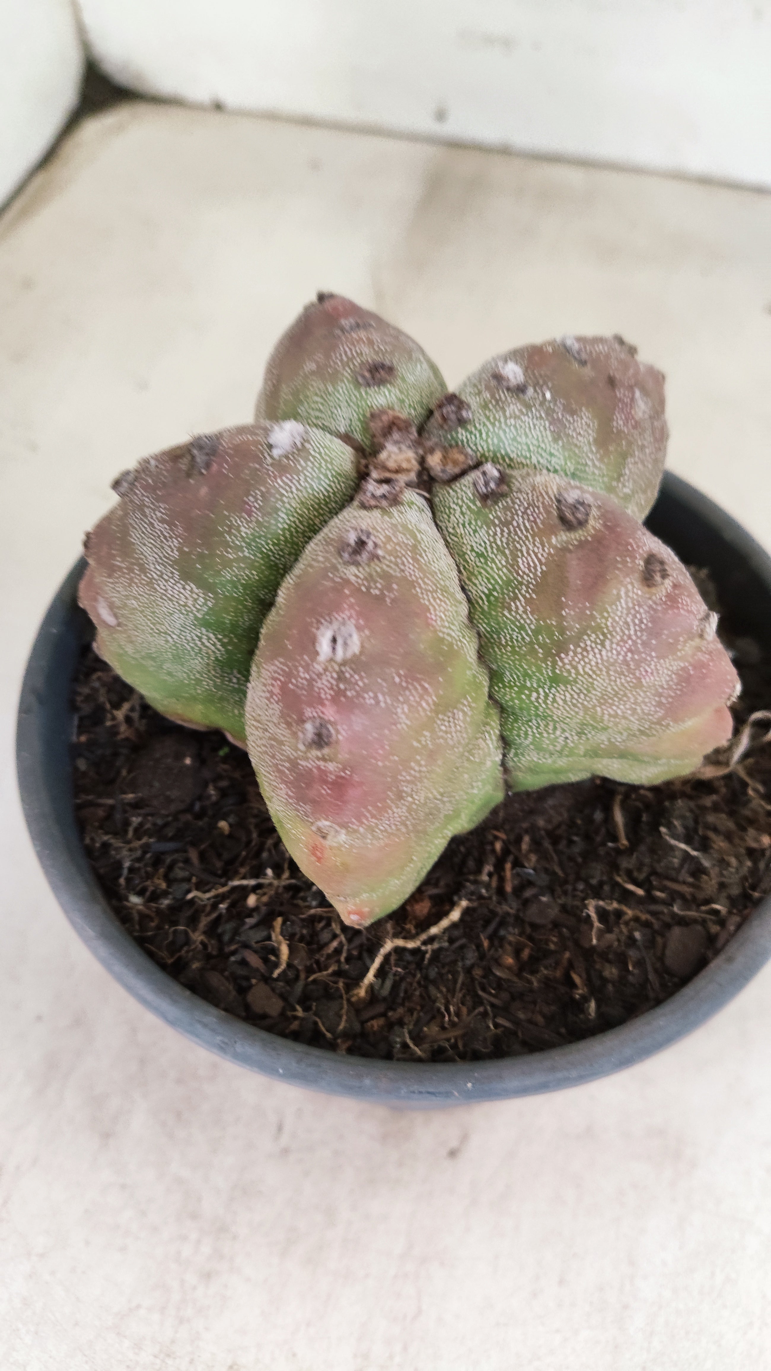 MATRIZ ASTROPHYTUM cv KIKKO  Nº 184 – vaso 15