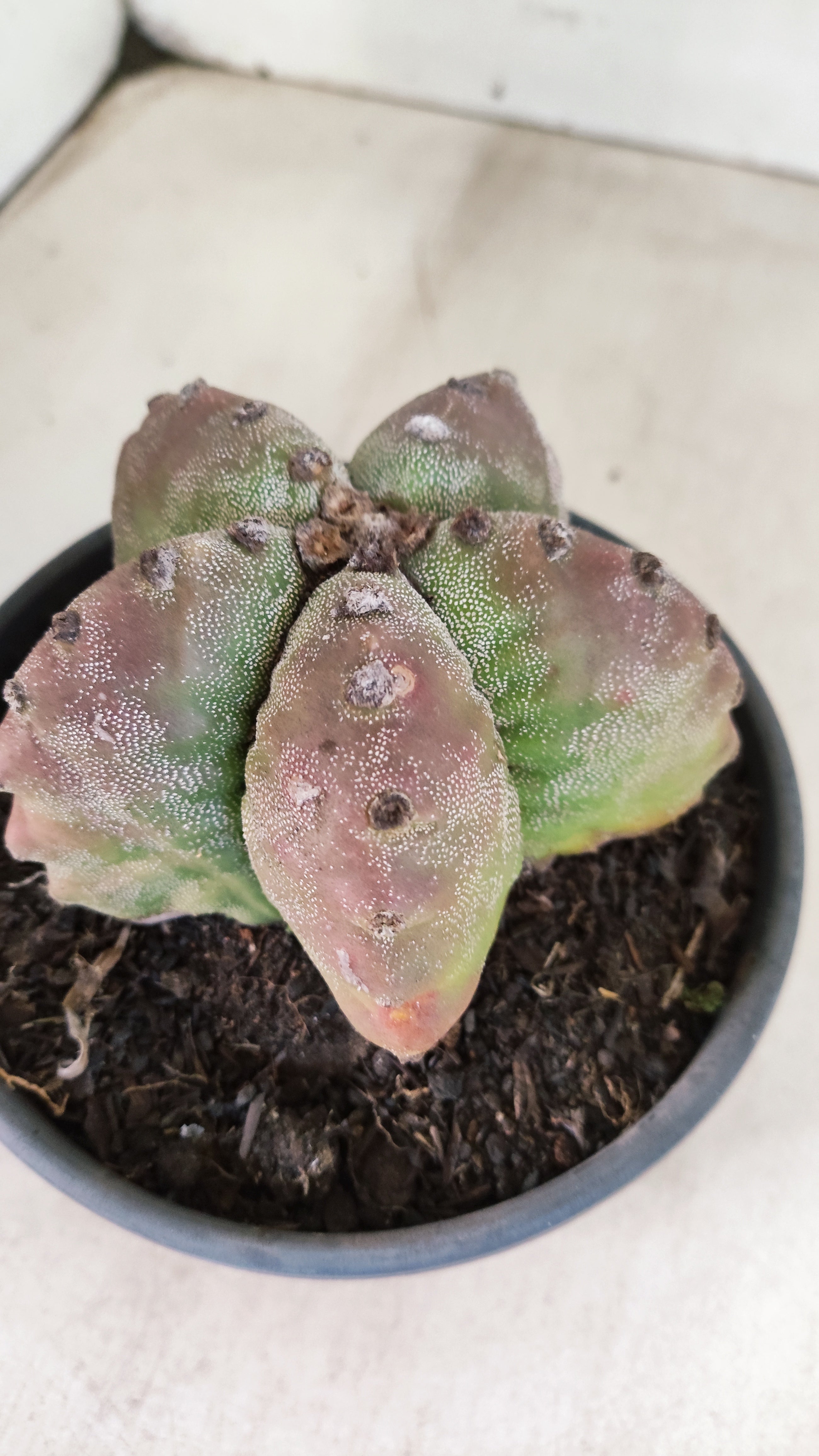 MATRIZ ASTROPHYTUM cv KIKKO  Nº 184 – vaso 15