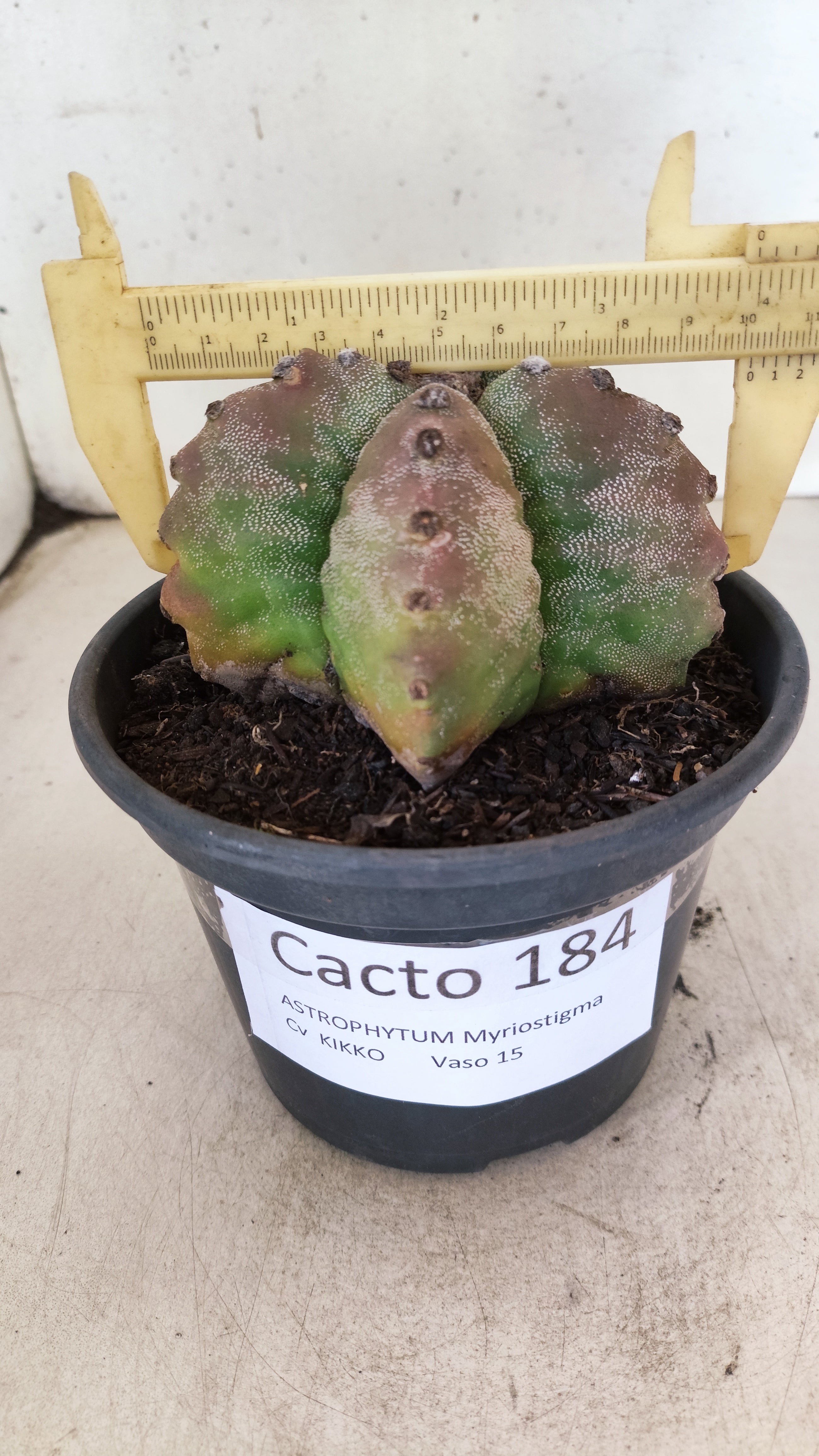 MATRIZ ASTROPHYTUM cv KIKKO  Nº 184 – vaso 15