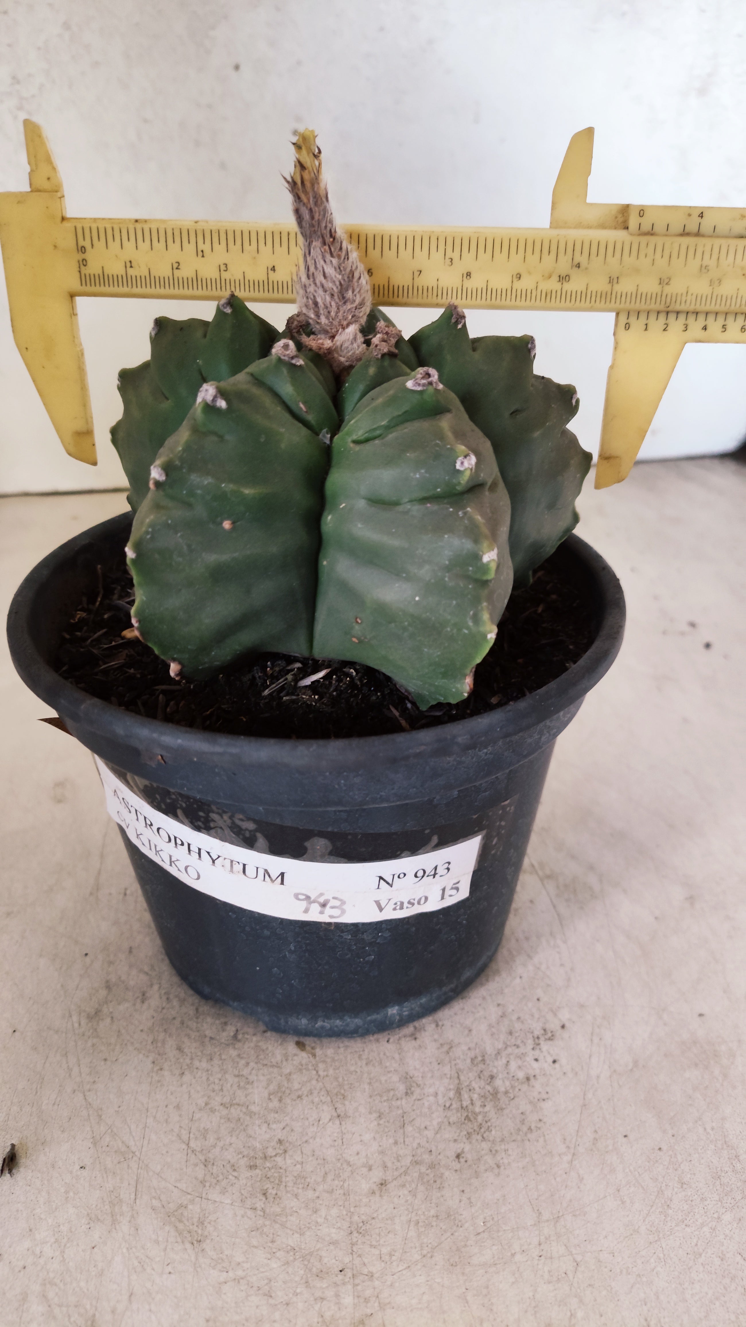 MATRIZ ASTROPHYTUM cv KIKKO  Nº 943 – vaso 15
