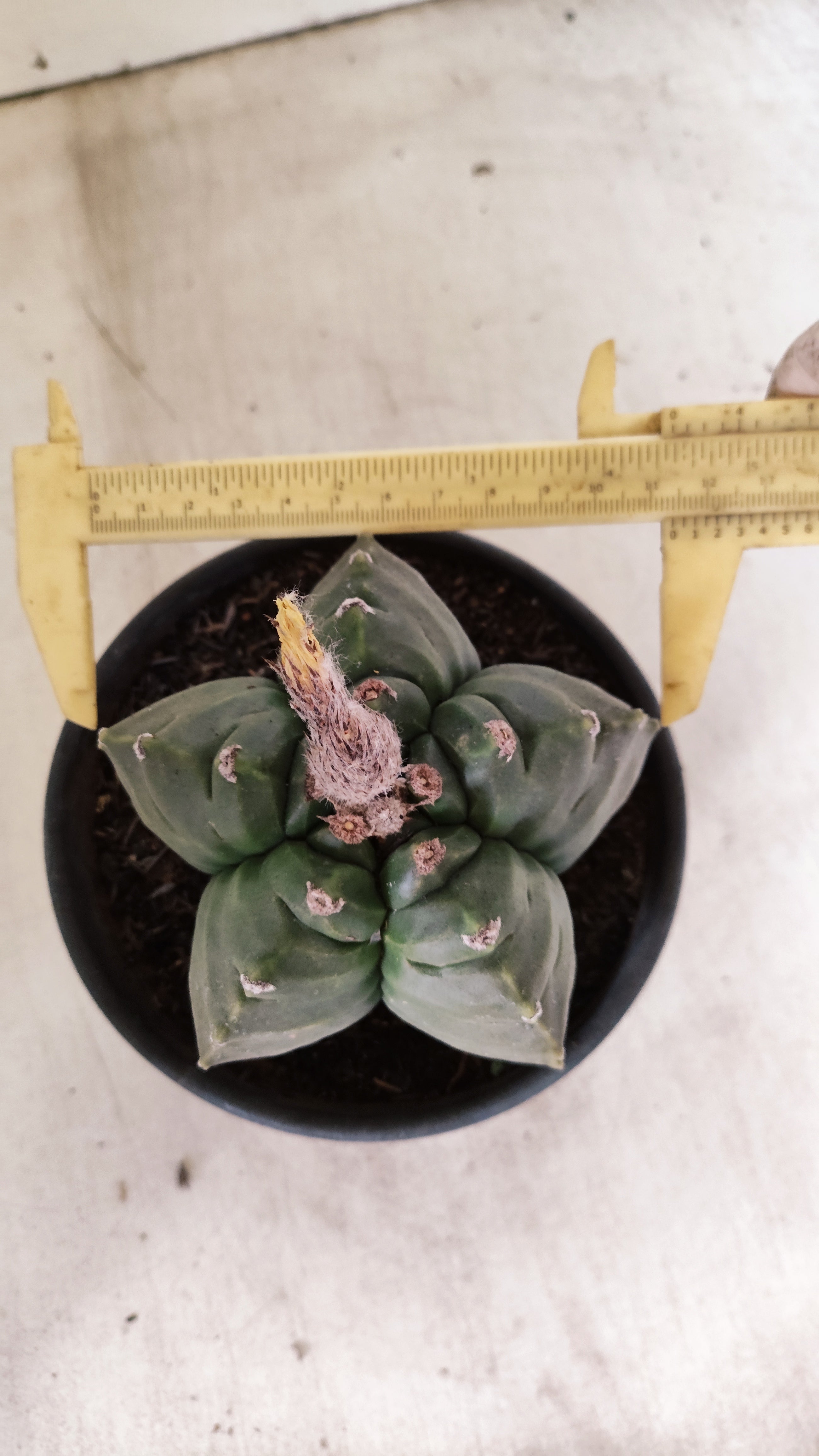 MATRIZ ASTROPHYTUM cv KIKKO  Nº 943 – vaso 15
