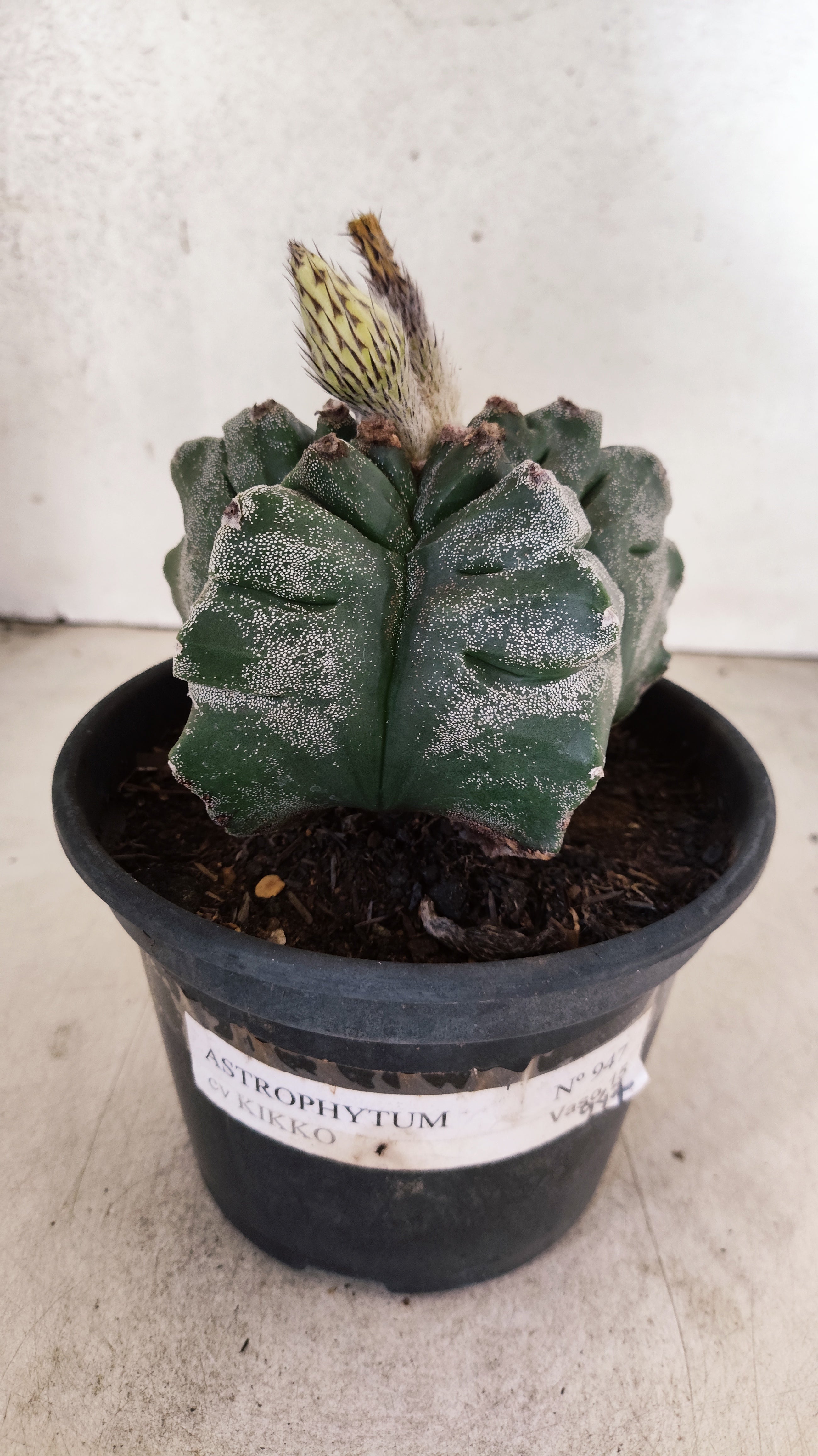 MATRIZ ASTROPHYTUM cv KIKKO  Nº 947 – vaso 15