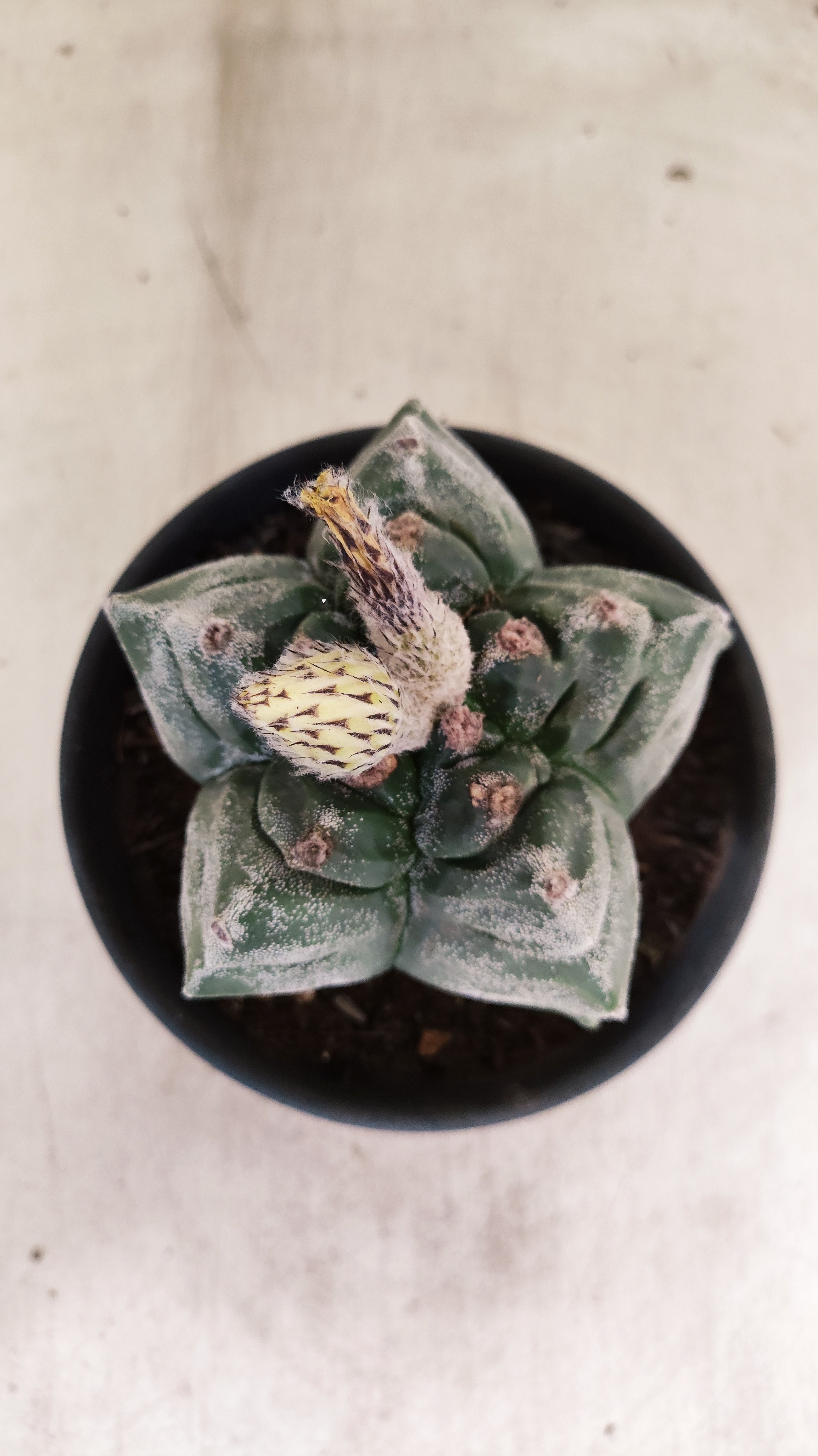 MATRIZ ASTROPHYTUM cv KIKKO  Nº 947 – vaso 15