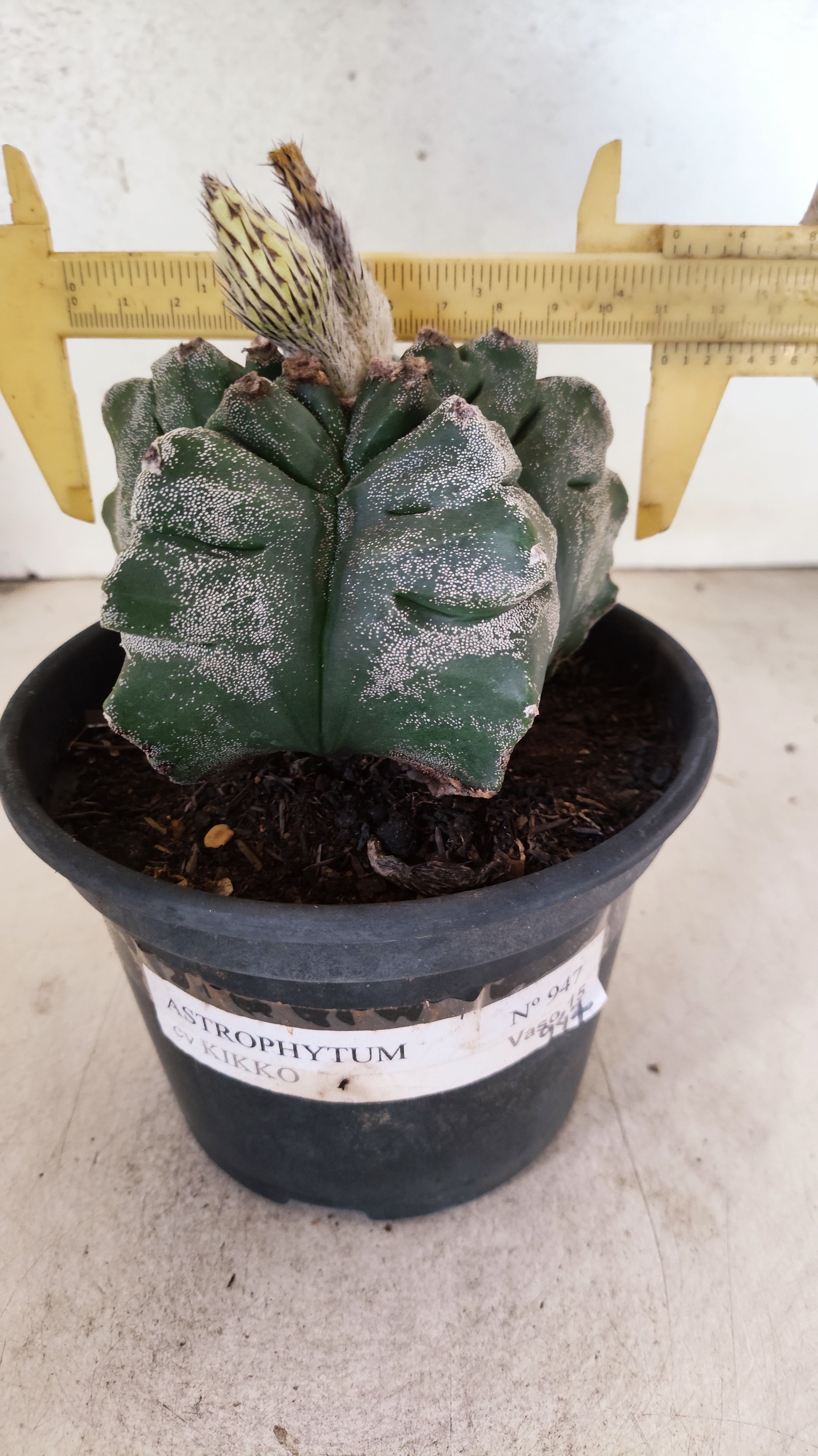MATRIZ ASTROPHYTUM cv KIKKO  Nº 947 – vaso 15