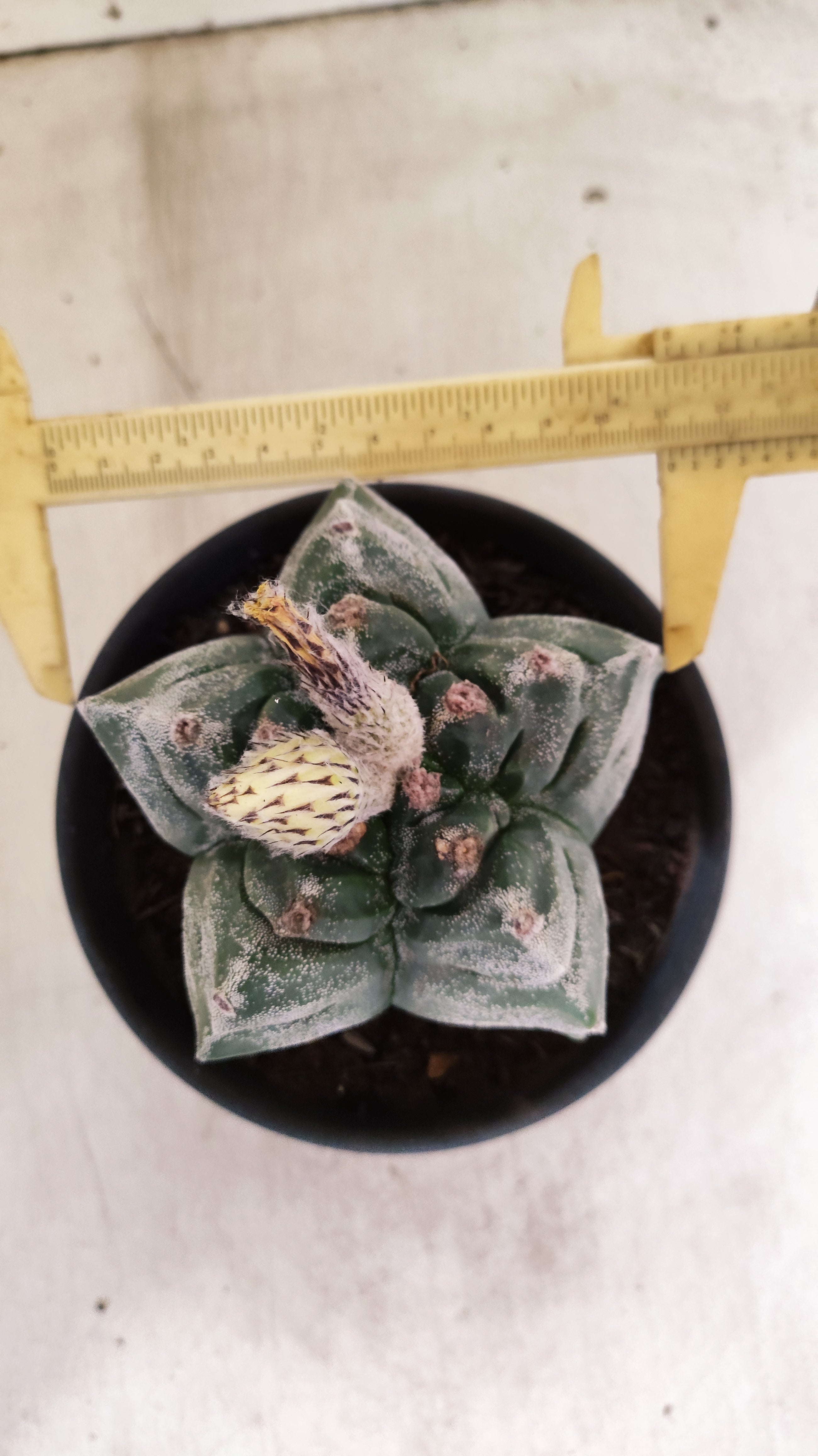 MATRIZ ASTROPHYTUM cv KIKKO  Nº 947 – vaso 15