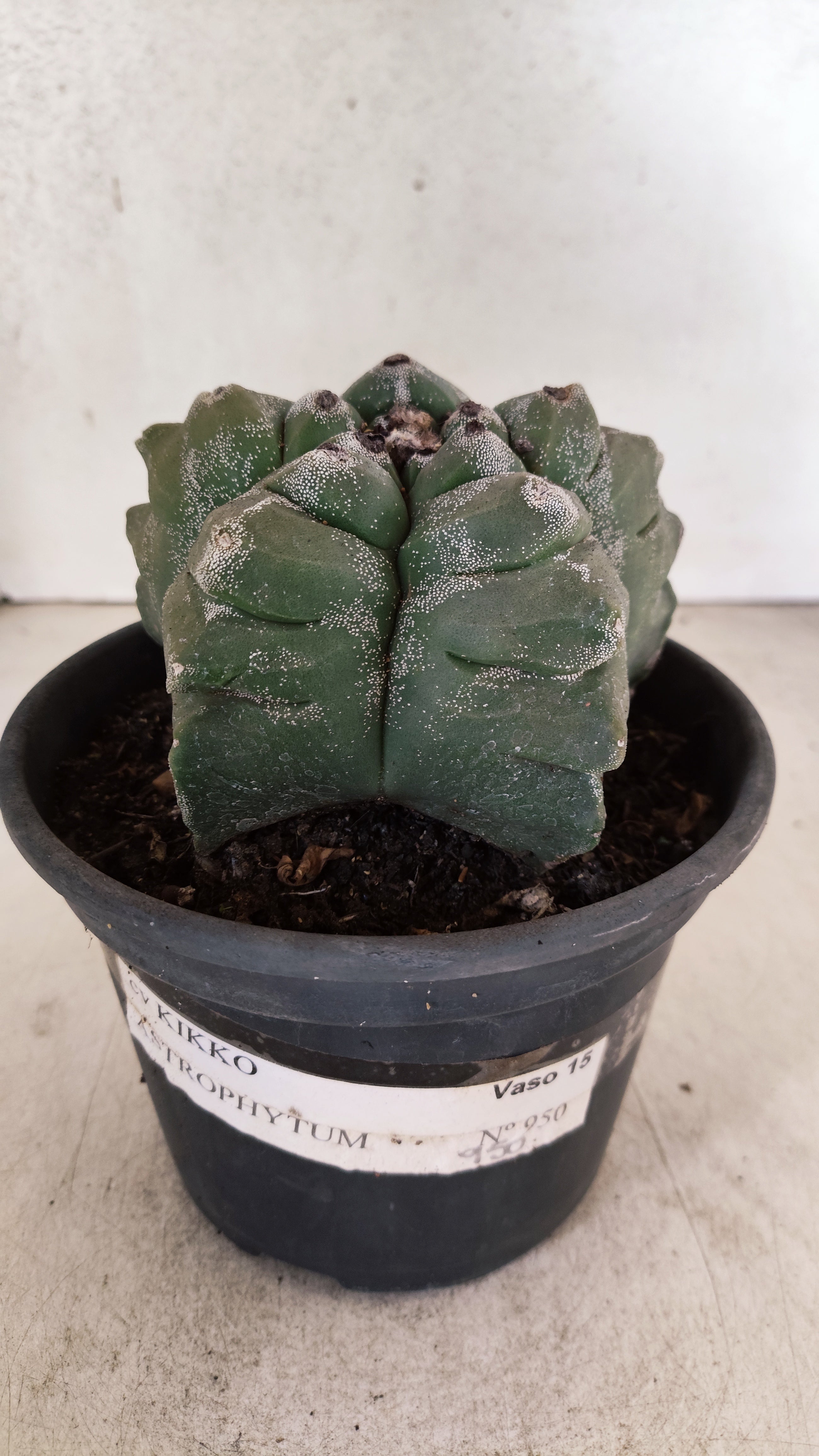 MATRIZ ASTROPHYTUM cv KIKKO  Nº 950 – vaso 15