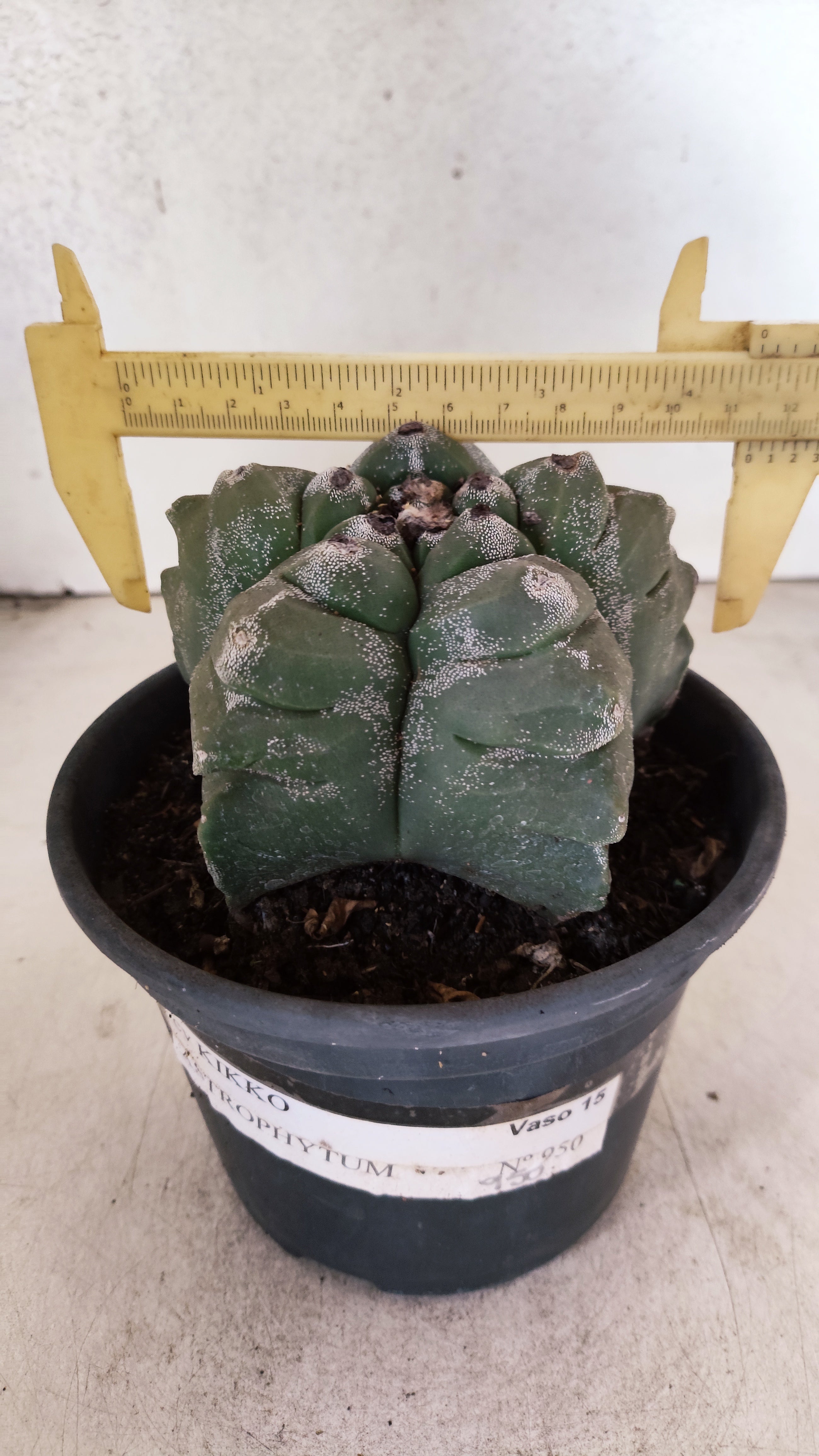 MATRIZ ASTROPHYTUM cv KIKKO  Nº 950 – vaso 15