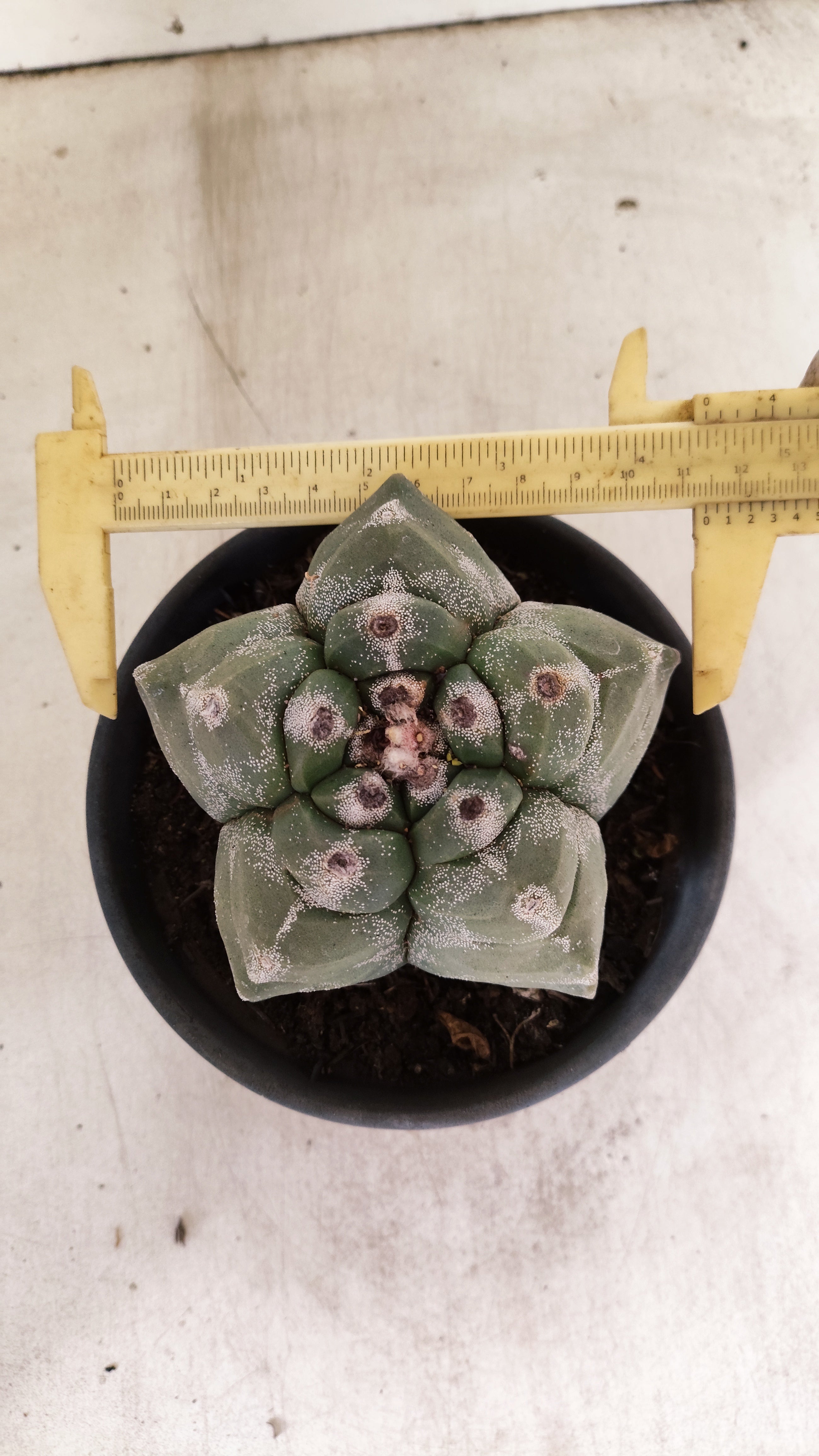 MATRIZ ASTROPHYTUM cv KIKKO  Nº 950 – vaso 15