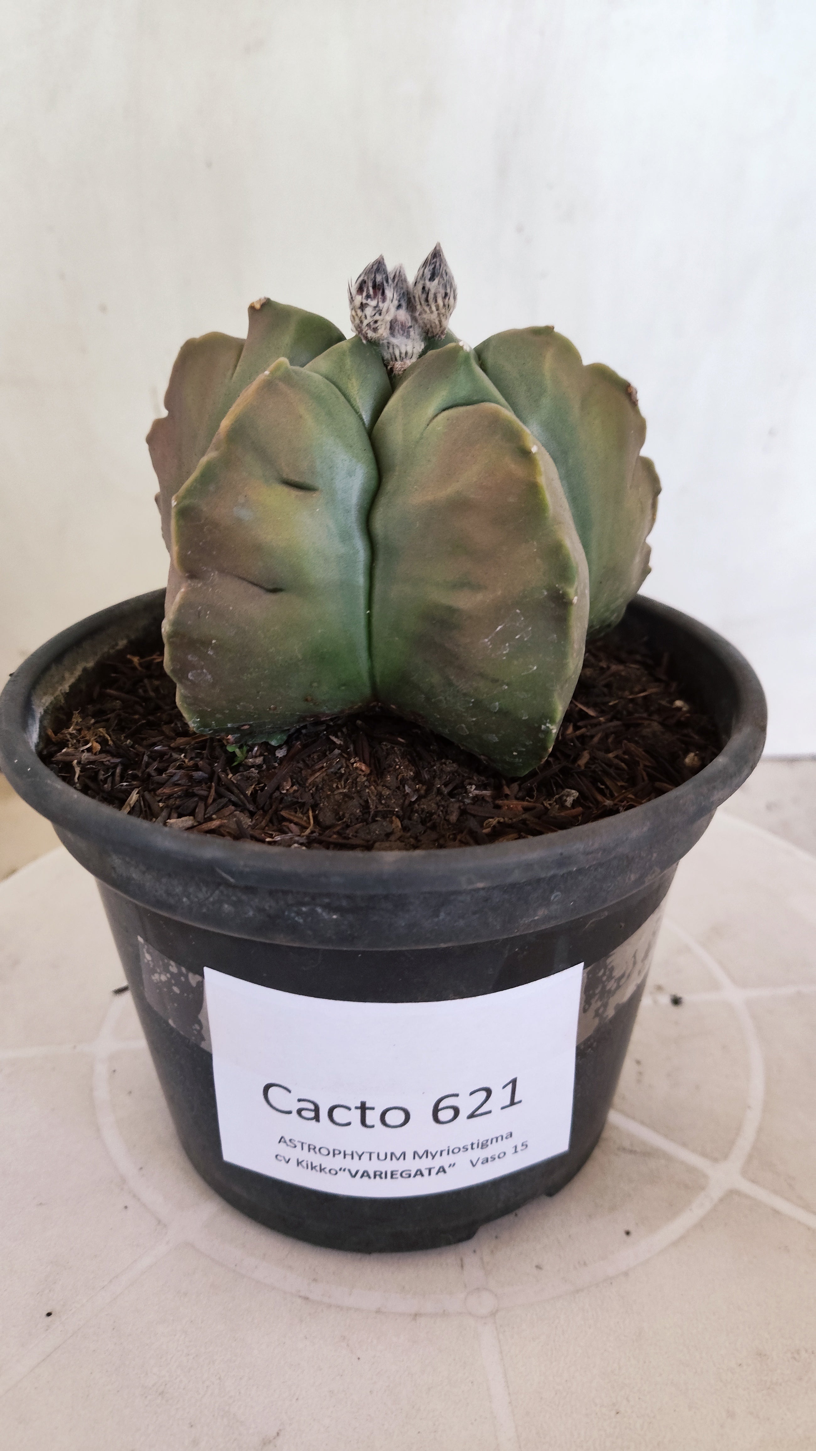 MATRIZ ASTROPHYTUM cv KIKKO "Variegata"  Nº 621  – vaso 15