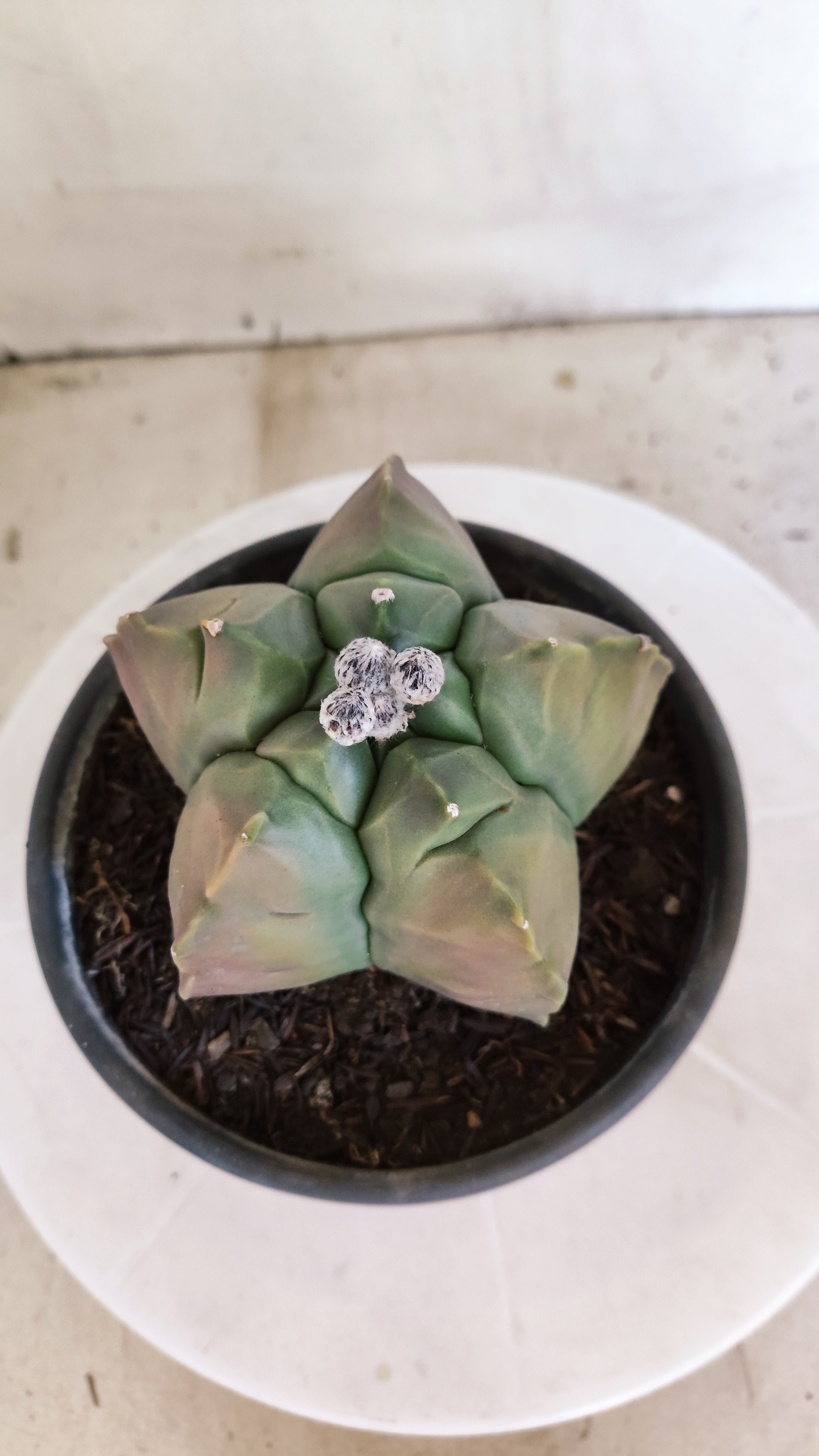 MATRIZ ASTROPHYTUM cv KIKKO "Variegata"  Nº 621  – vaso 15