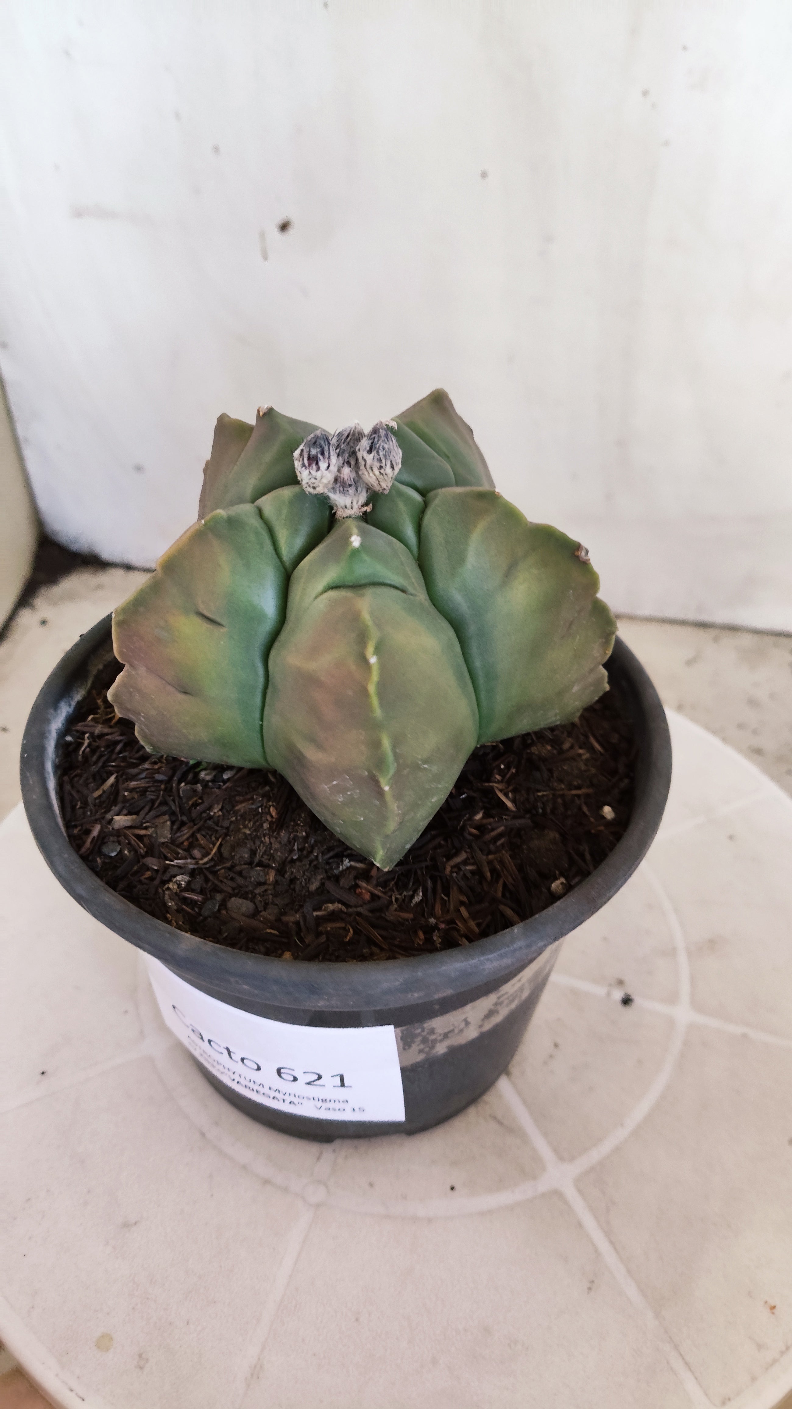 MATRIZ ASTROPHYTUM cv KIKKO "Variegata"  Nº 621  – vaso 15