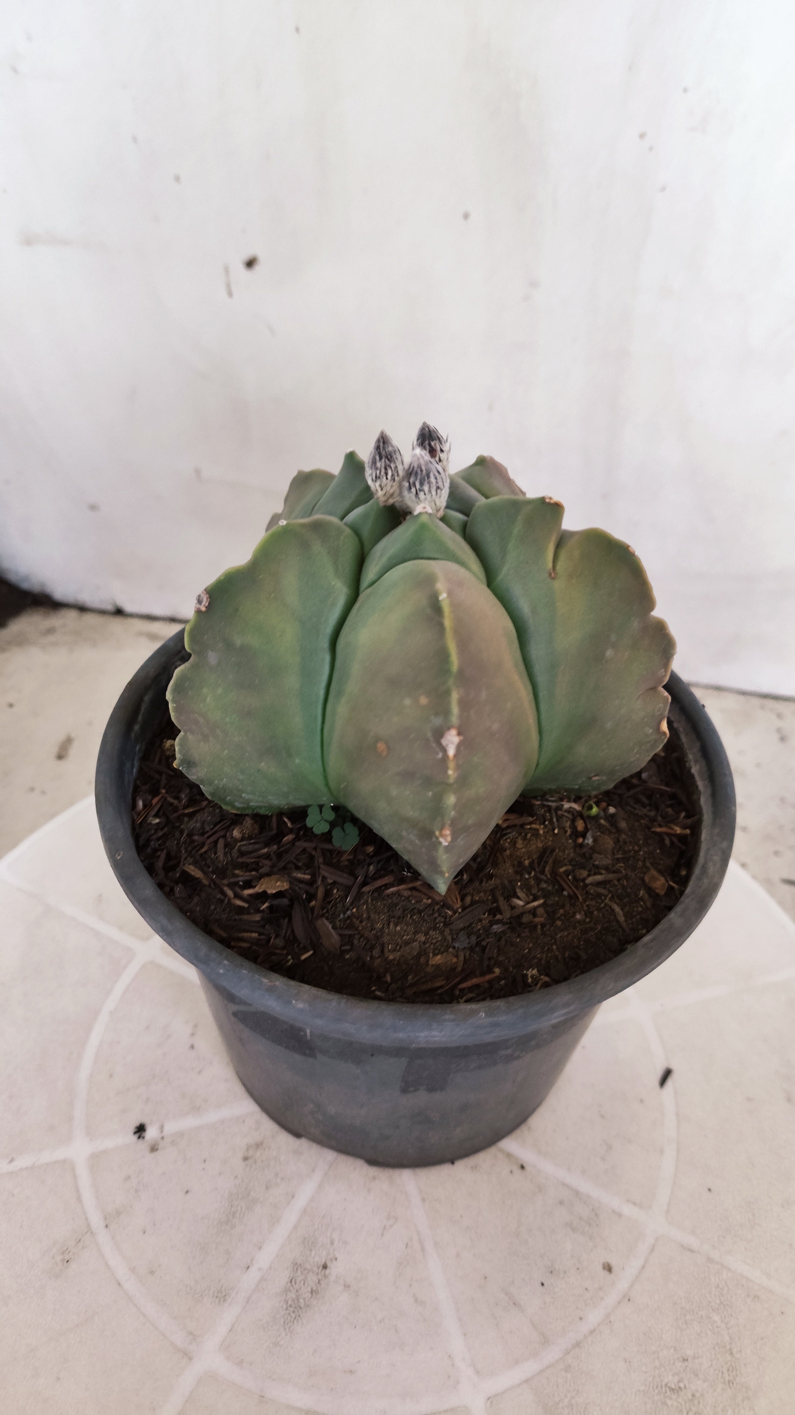 MATRIZ ASTROPHYTUM cv KIKKO "Variegata"  Nº 621  – vaso 15
