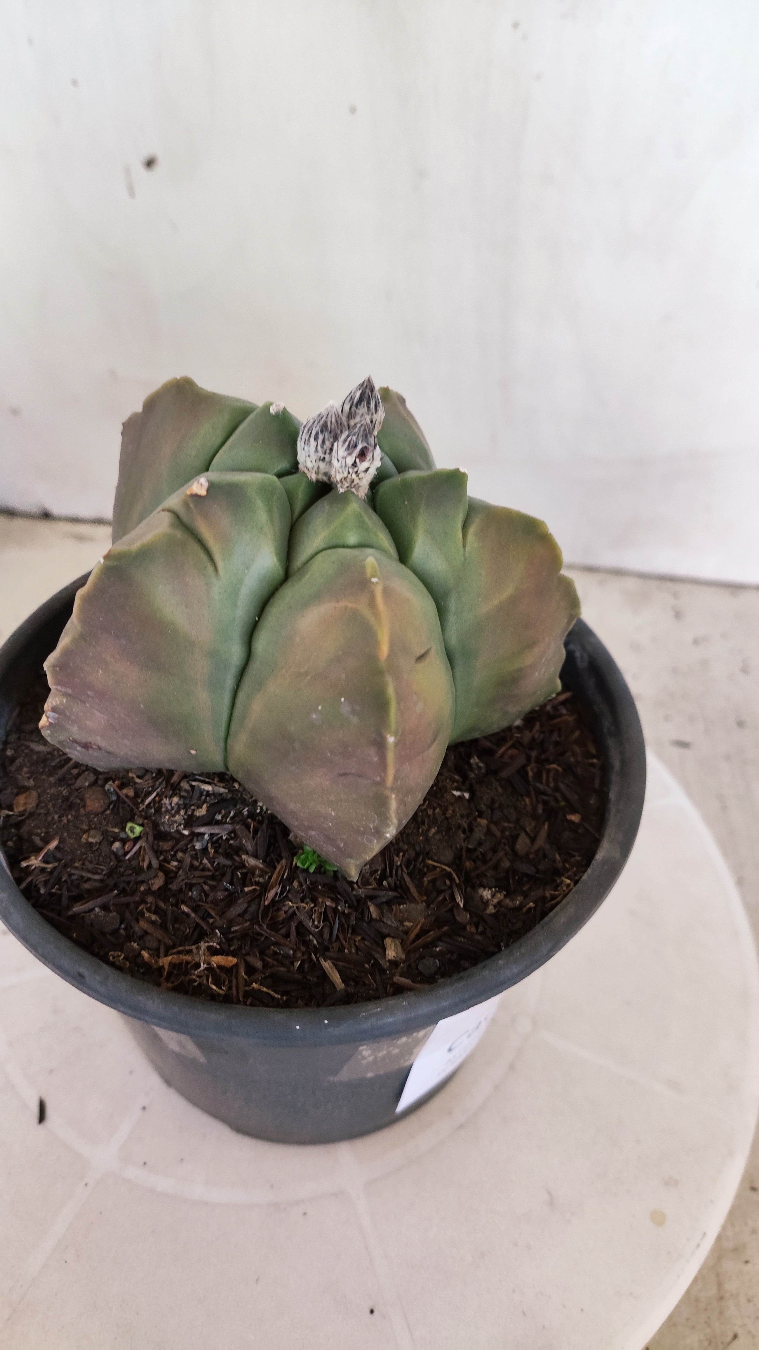 MATRIZ ASTROPHYTUM cv KIKKO "Variegata"  Nº 621  – vaso 15
