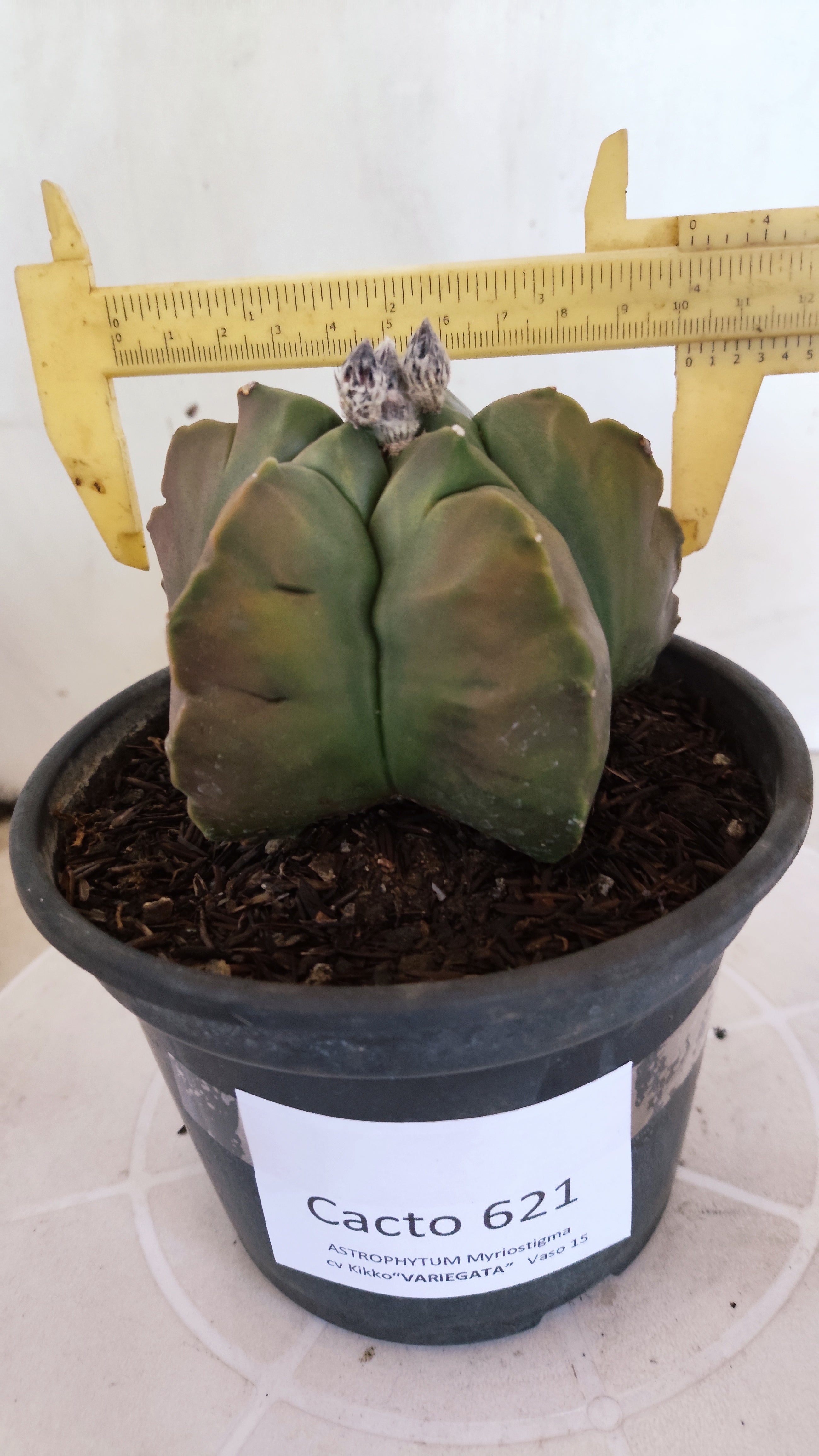 MATRIZ ASTROPHYTUM cv KIKKO "Variegata"  Nº 621  – vaso 15