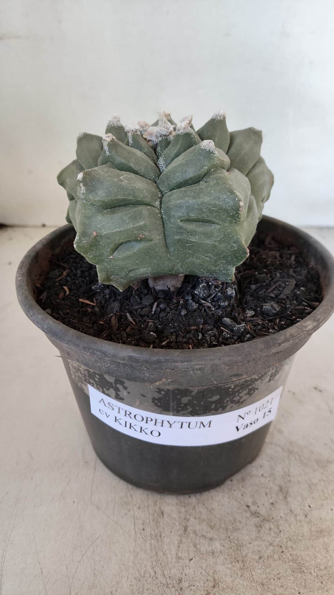 ASTROPHYTUM cv KIKKO  Nº 1021 – vaso 15