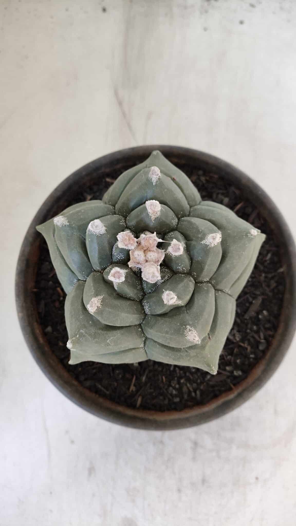 ASTROPHYTUM cv KIKKO  Nº 1021 – vaso 15