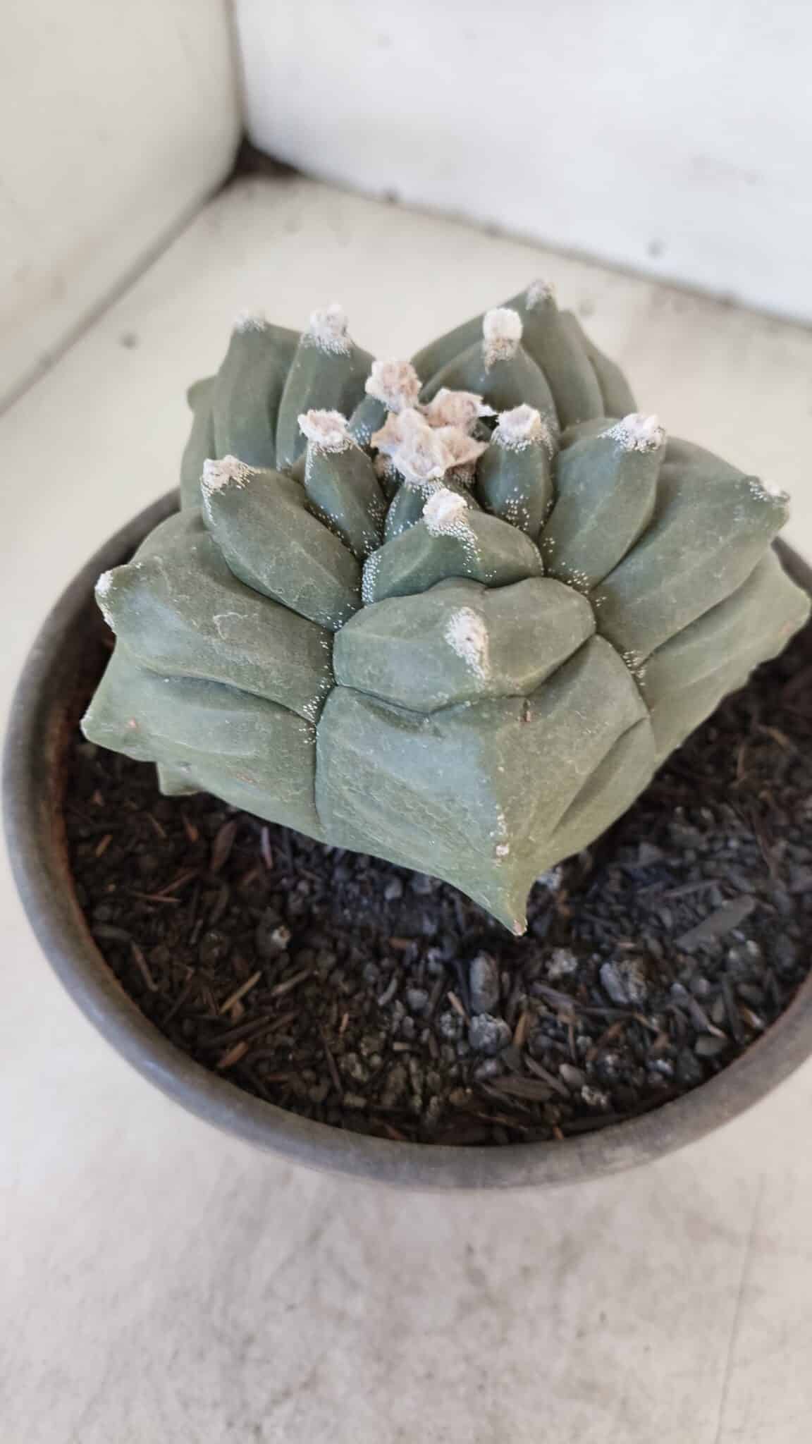 ASTROPHYTUM cv KIKKO  Nº 1021 – vaso 15
