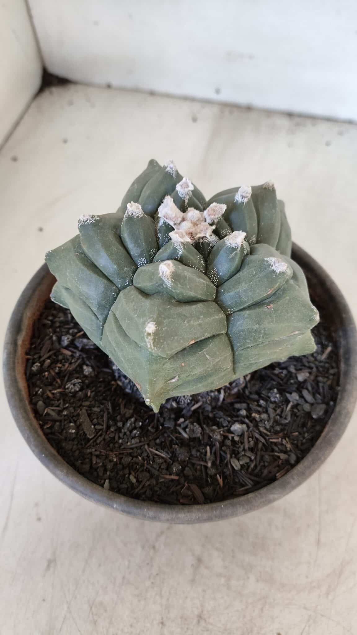 ASTROPHYTUM cv KIKKO  Nº 1021 – vaso 15