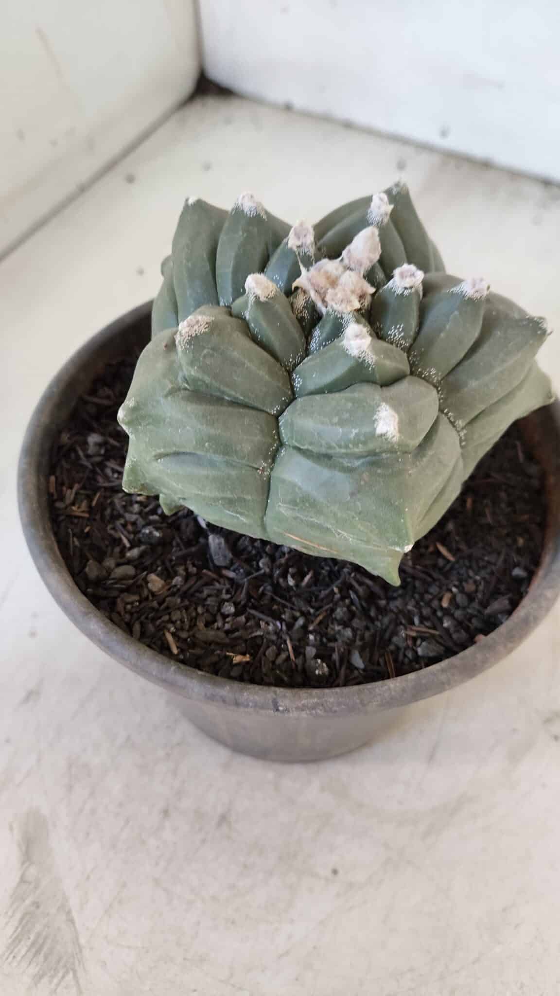 ASTROPHYTUM cv KIKKO  Nº 1021 – vaso 15