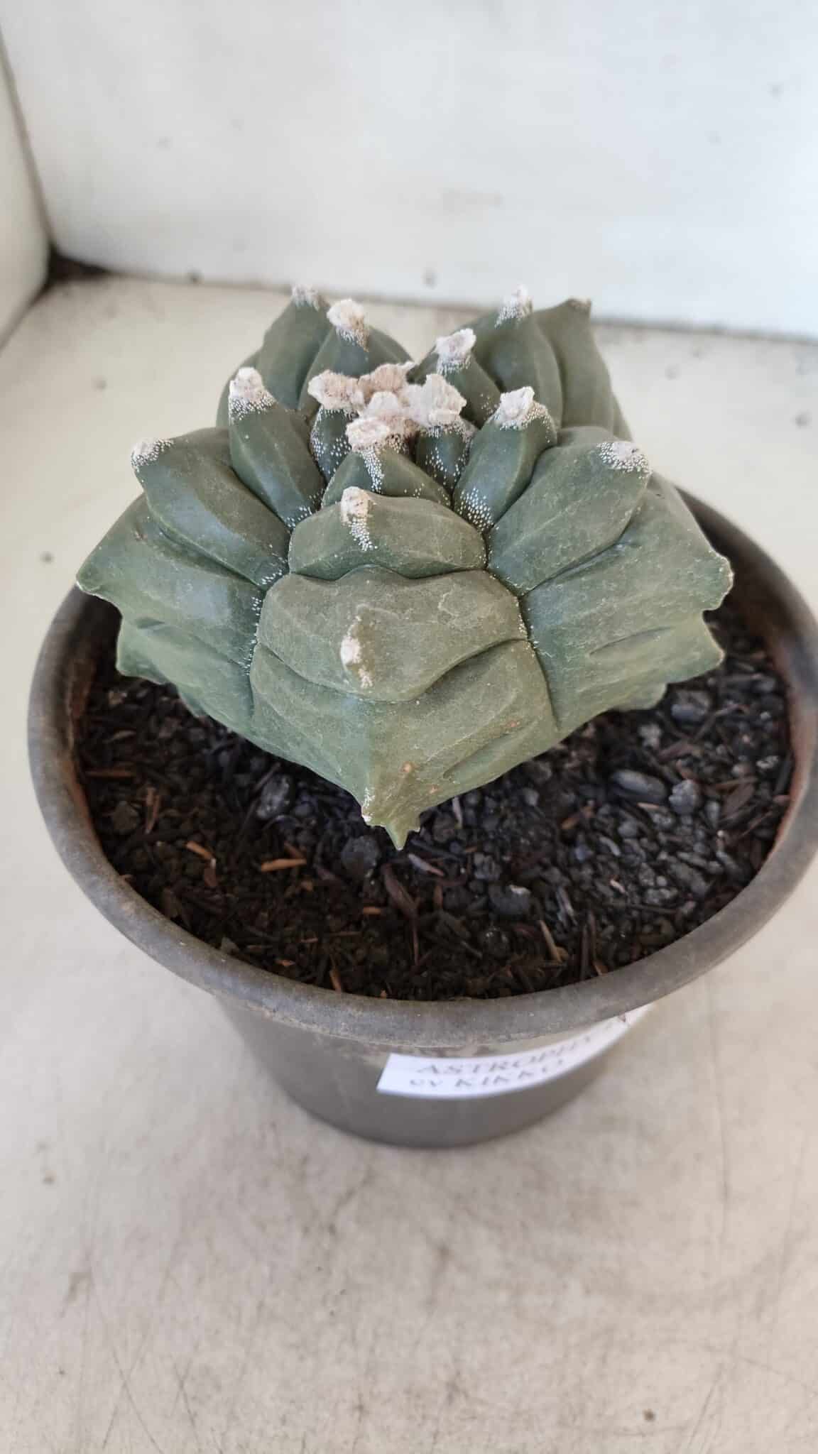ASTROPHYTUM cv KIKKO  Nº 1021 – vaso 15