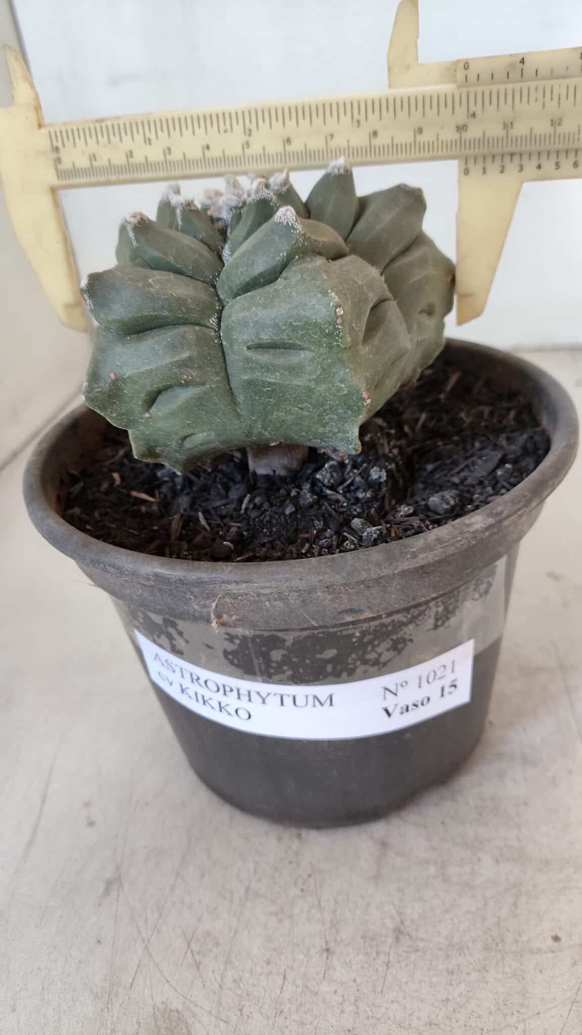 ASTROPHYTUM cv KIKKO  Nº 1021 – vaso 15