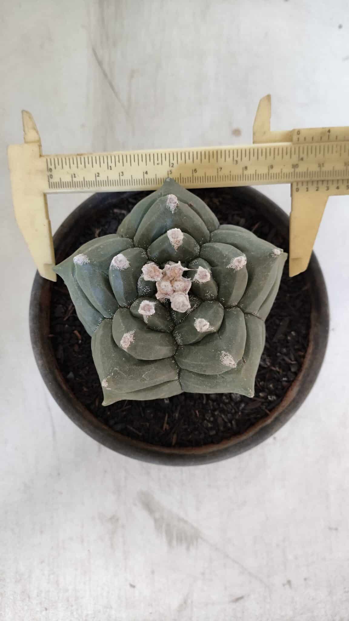 ASTROPHYTUM cv KIKKO  Nº 1021 – vaso 15