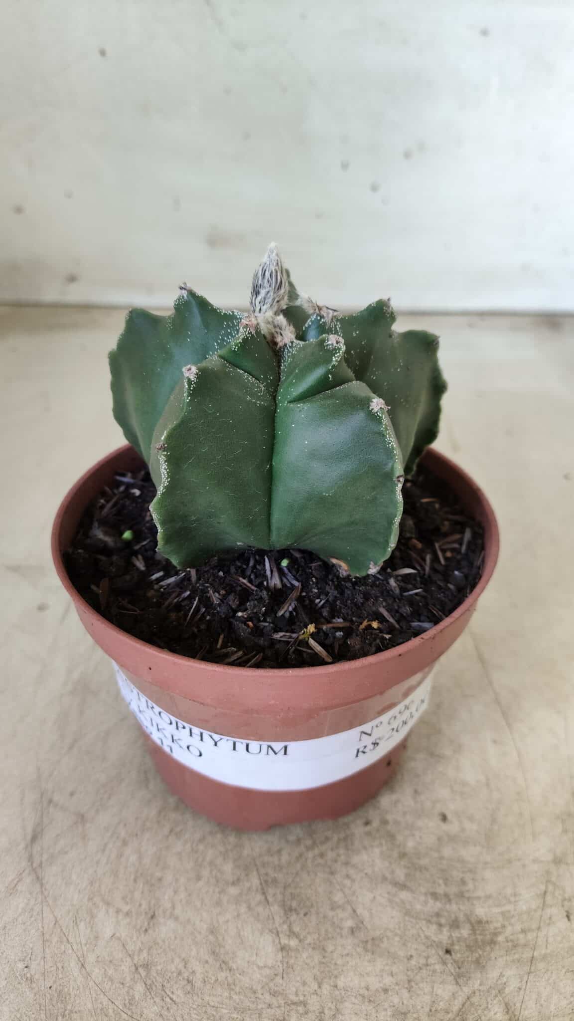 ASTROPHYTUM cv KIKKO  Nº 696 – vaso 11