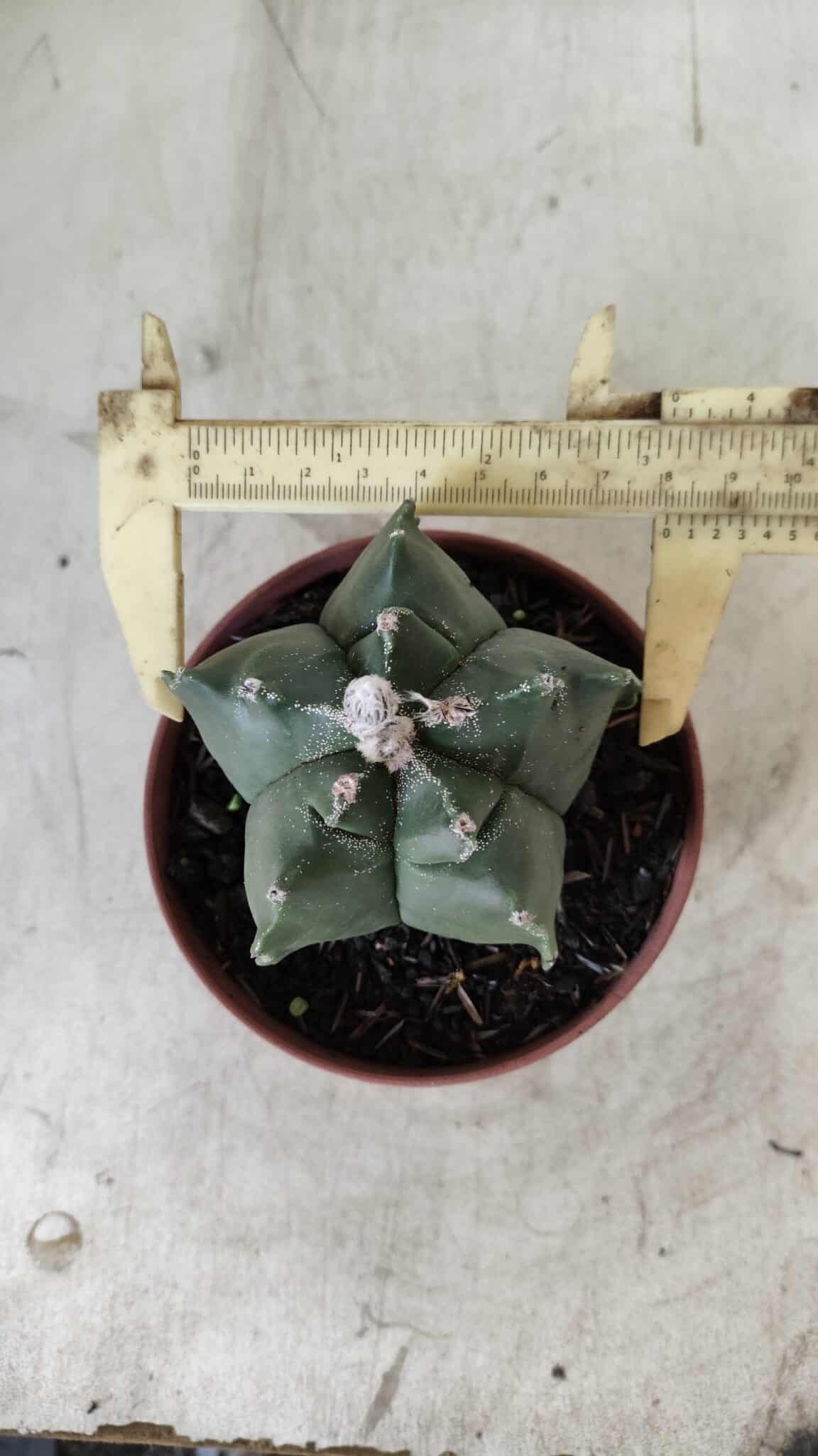 ASTROPHYTUM cv KIKKO  Nº 696 – vaso 11
