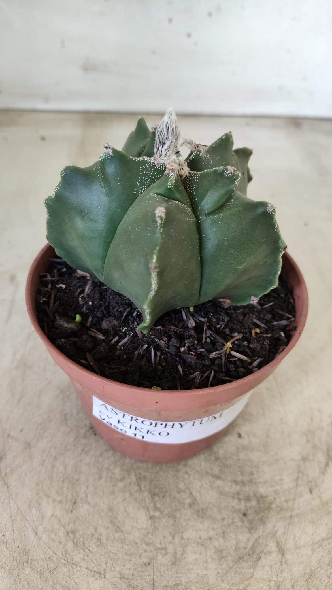 ASTROPHYTUM cv KIKKO  Nº 696 – vaso 11