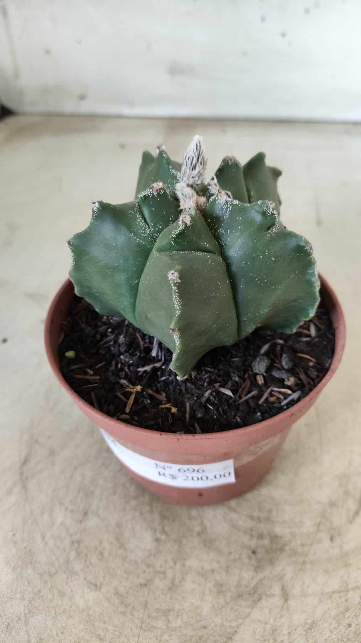 ASTROPHYTUM cv KIKKO  Nº 696 – vaso 11