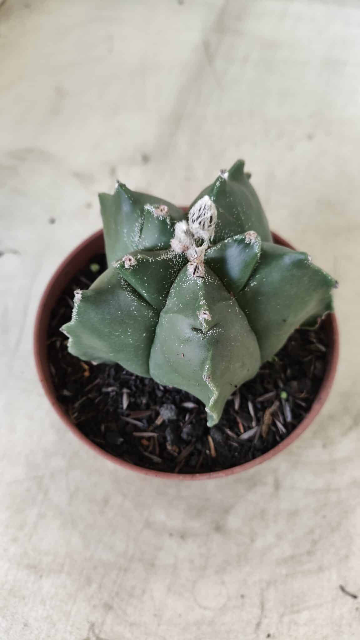 ASTROPHYTUM cv KIKKO  Nº 696 – vaso 11