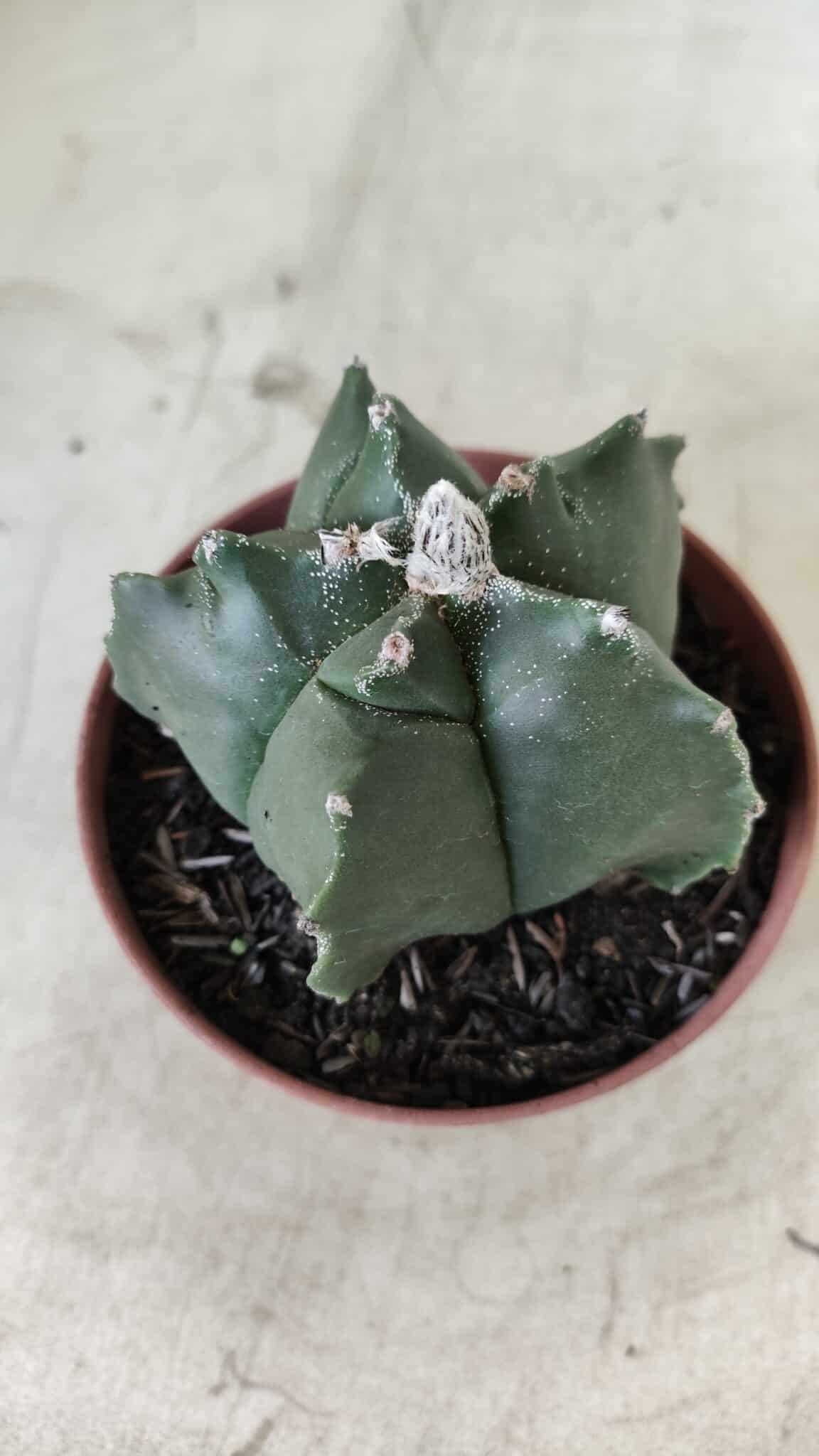 ASTROPHYTUM cv KIKKO  Nº 696 – vaso 11