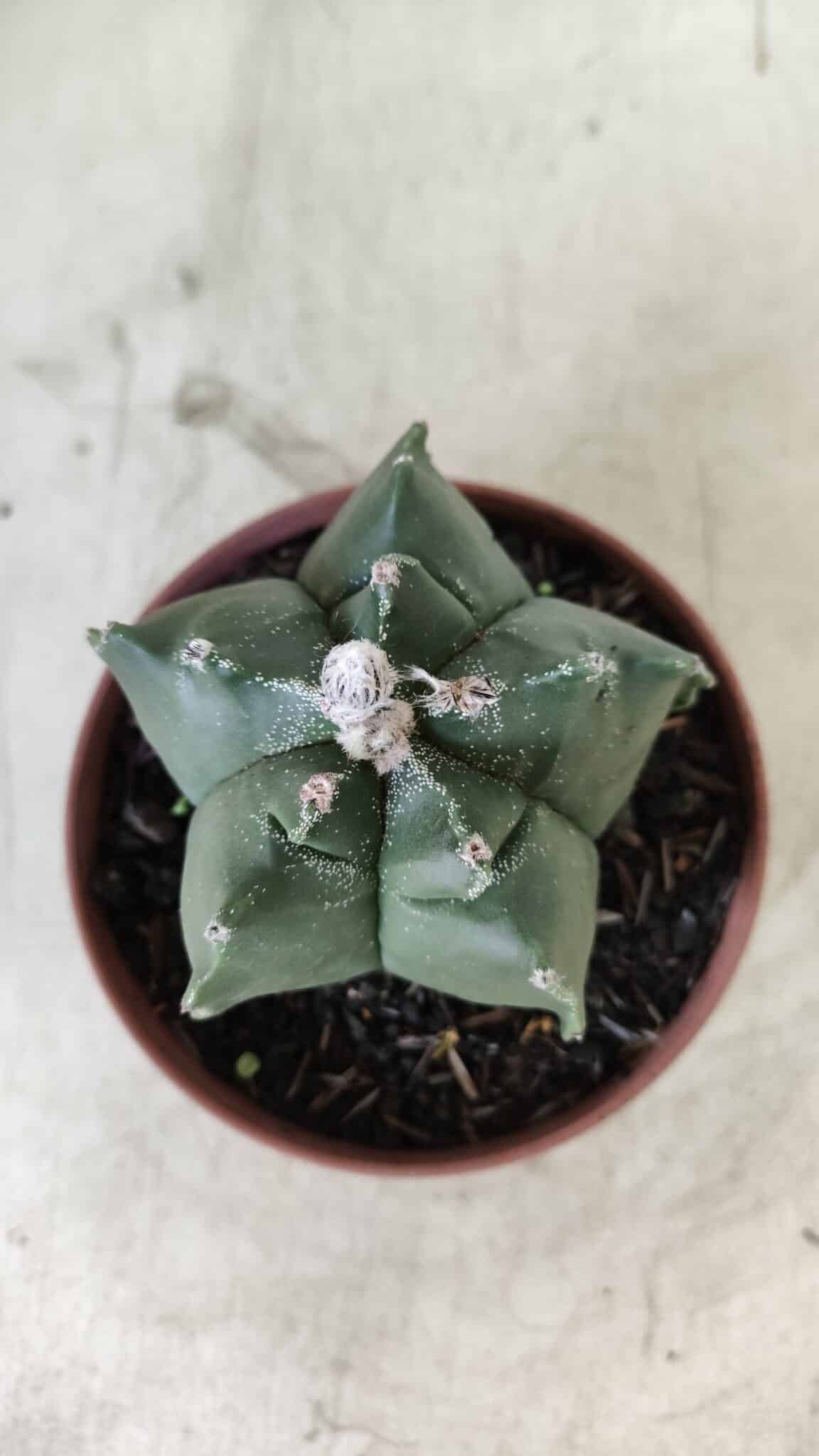 ASTROPHYTUM cv KIKKO  Nº 696 – vaso 11