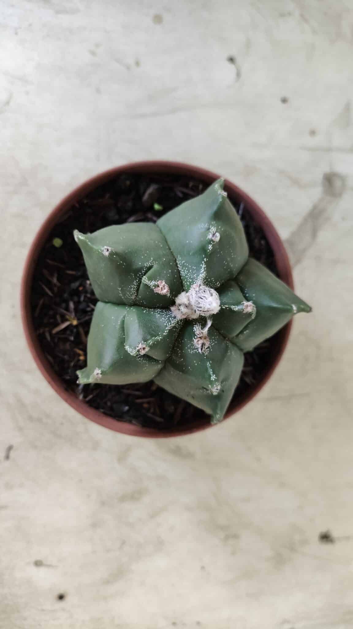 ASTROPHYTUM cv KIKKO  Nº 696 – vaso 11
