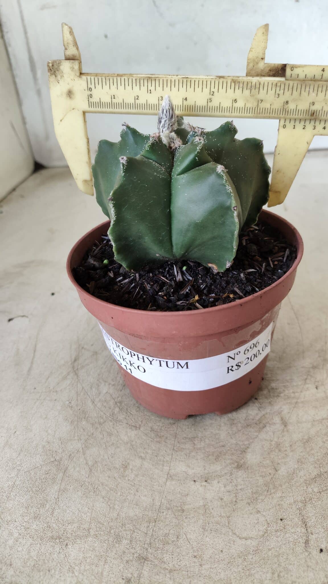 ASTROPHYTUM cv KIKKO  Nº 696 – vaso 11