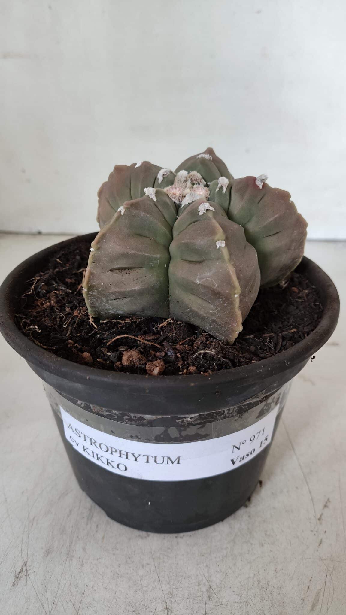 MATRIZ ASTROPHYTUM cv KIKKO  Nº 971 – vaso 15
