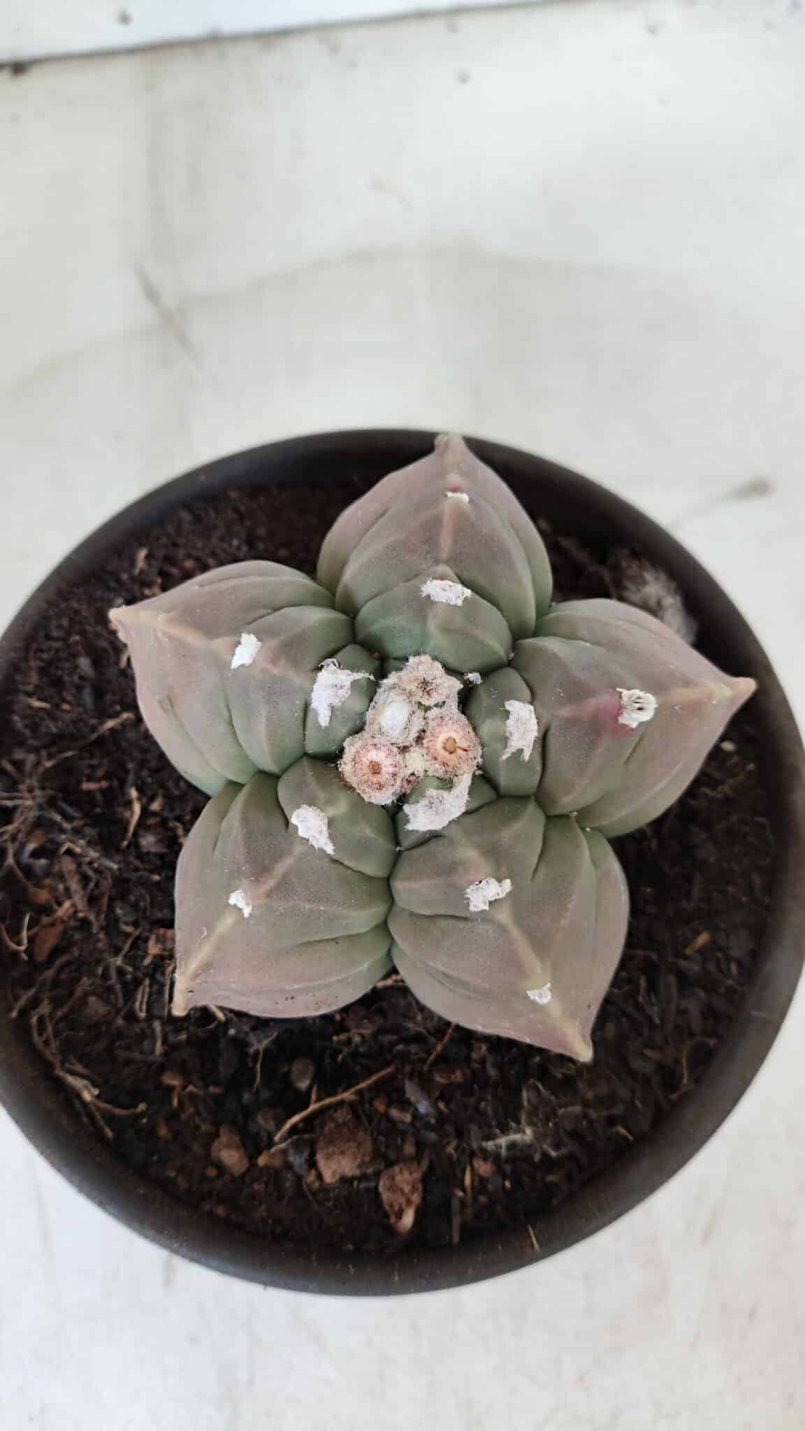 MATRIZ ASTROPHYTUM cv KIKKO  Nº 971 – vaso 15