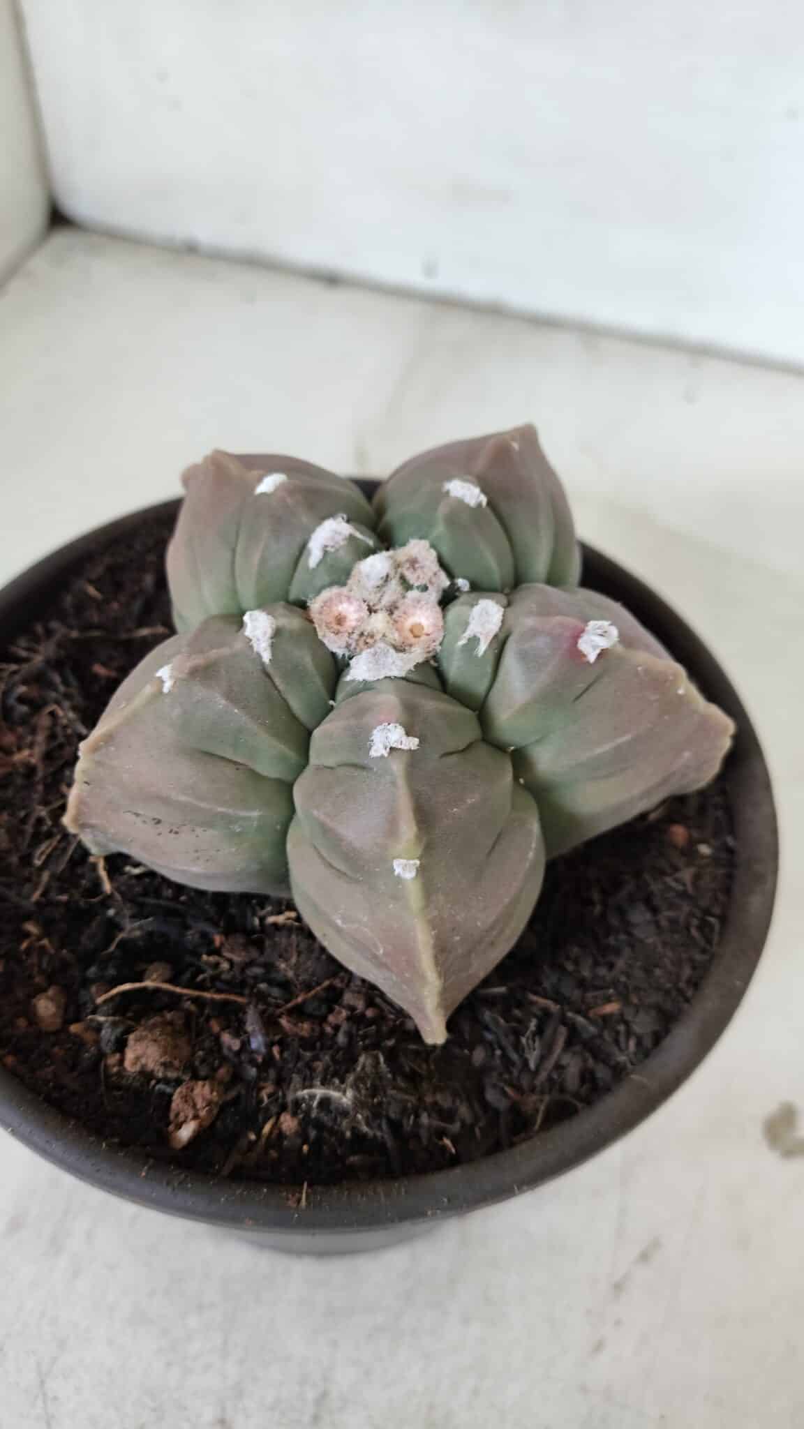 MATRIZ ASTROPHYTUM cv KIKKO  Nº 971 – vaso 15